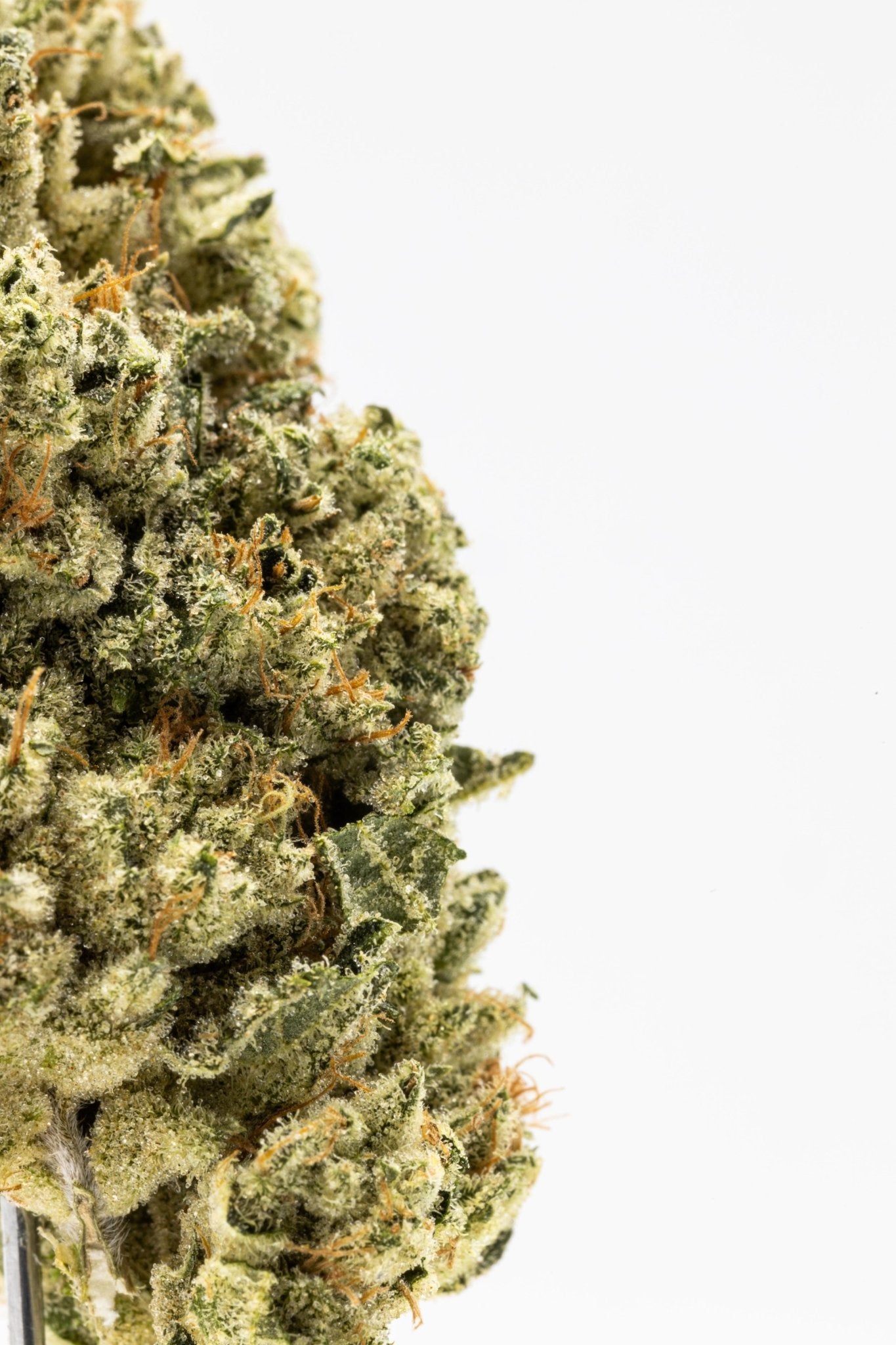 Alles, was Sie über CBD wissen müssen: Eine umfassende Einführung - Bud Brothers