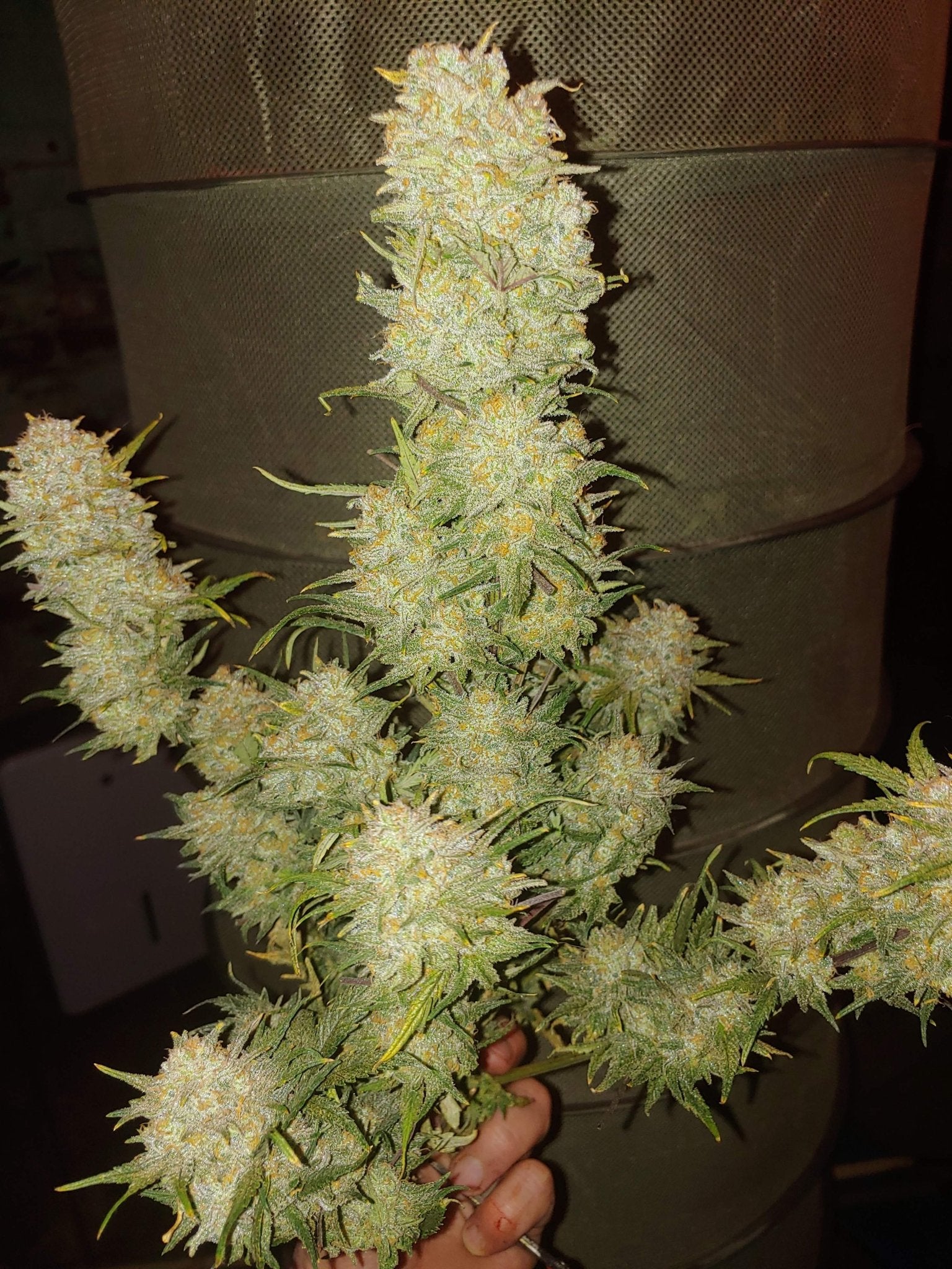 Critical Auto Sorte von Fast Buds: Insider-Tipps für maximalen Ertrag - Bud Brothers