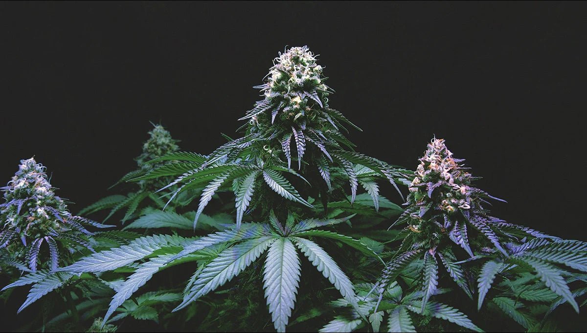 Moby Dick Auto: Die verborgene Geschichte einer Kultsorte - Bud Brothers