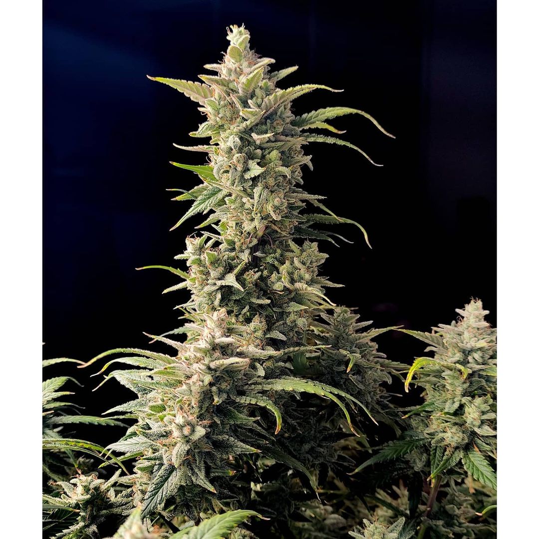 Fast Buds AK Auto | 3er Packung - Bud Brothers