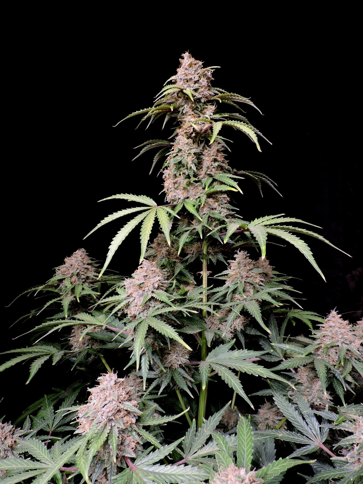 Fast Buds Amnesia Zkittlez Auto | 3er Packung - Bud Brothers