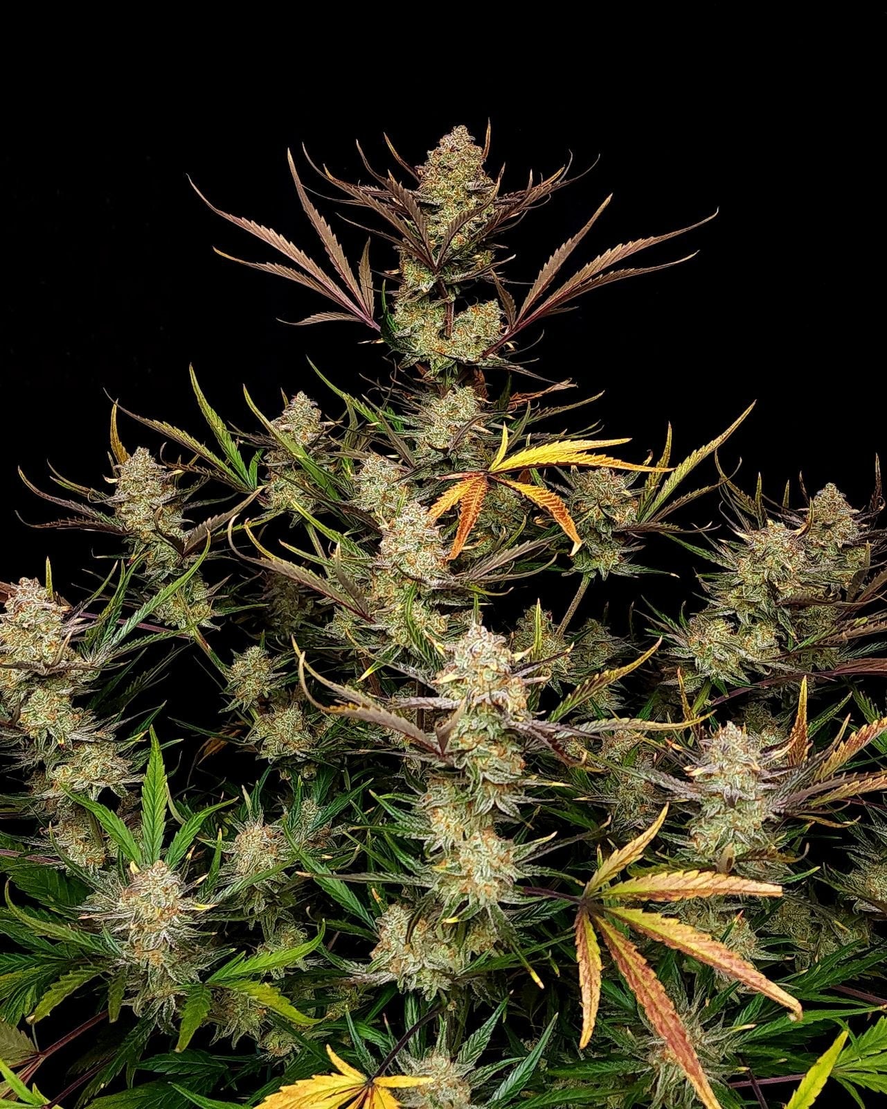 Fast Buds Apple Strudel Auto | 3er Packung - Bud Brothers