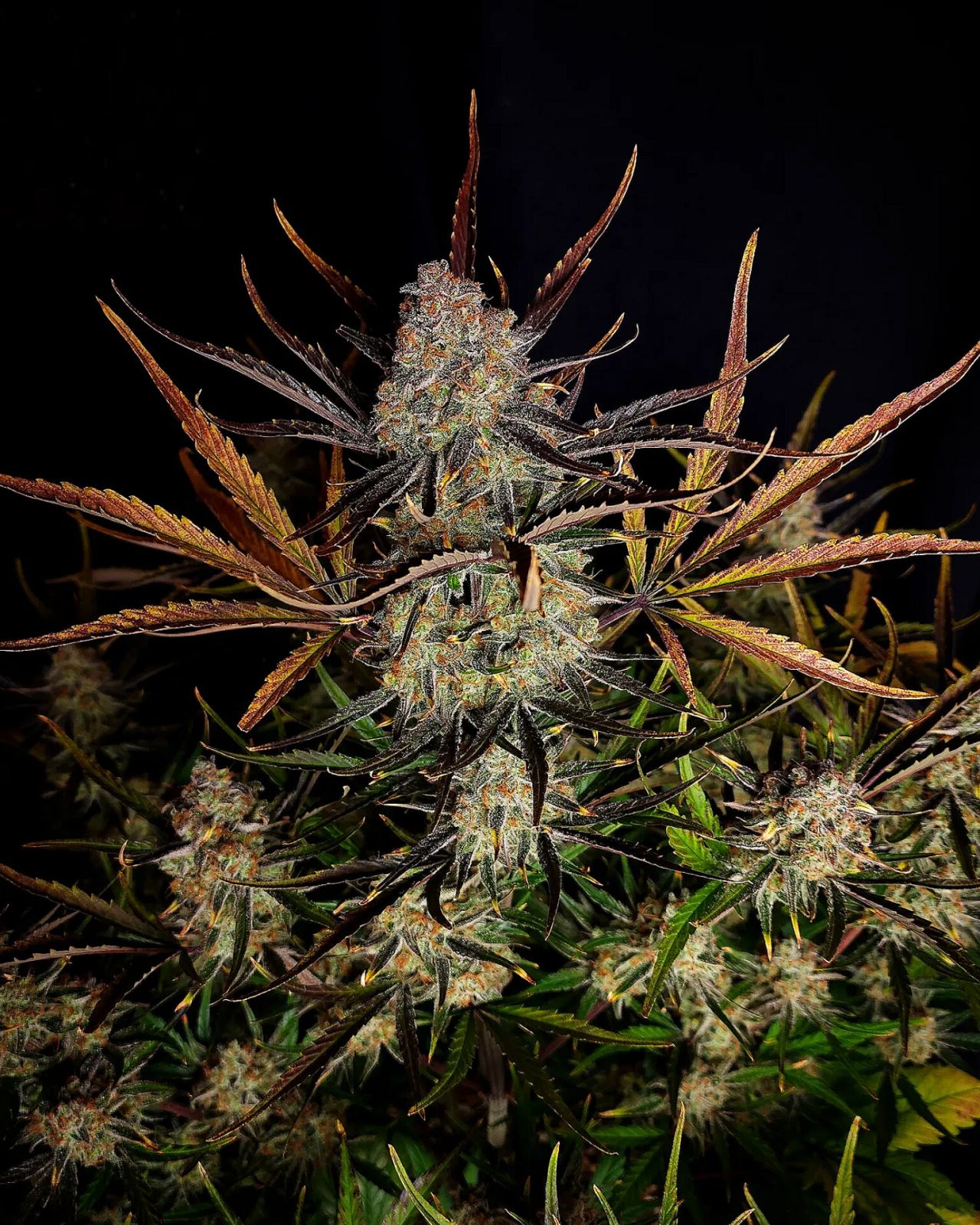 Fast Buds Apple Strudel Auto | 3er Packung - Bud Brothers