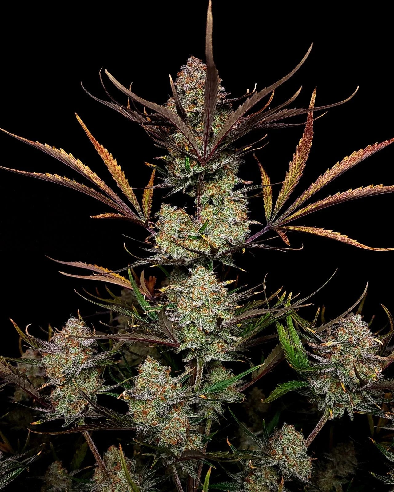 Fast Buds Apple Strudel Auto | 3er Packung - Bud Brothers