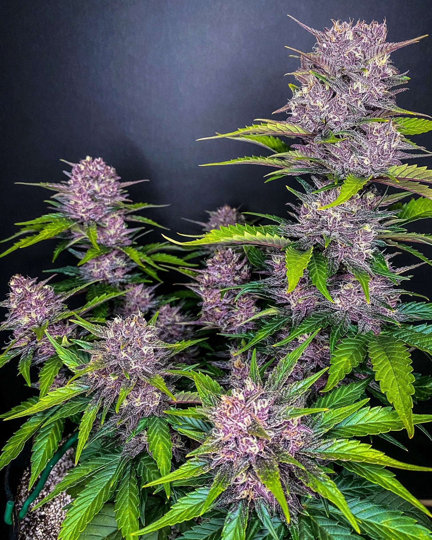 Fast Buds Blackberry Auto | 3er Packung - Bud Brothers
