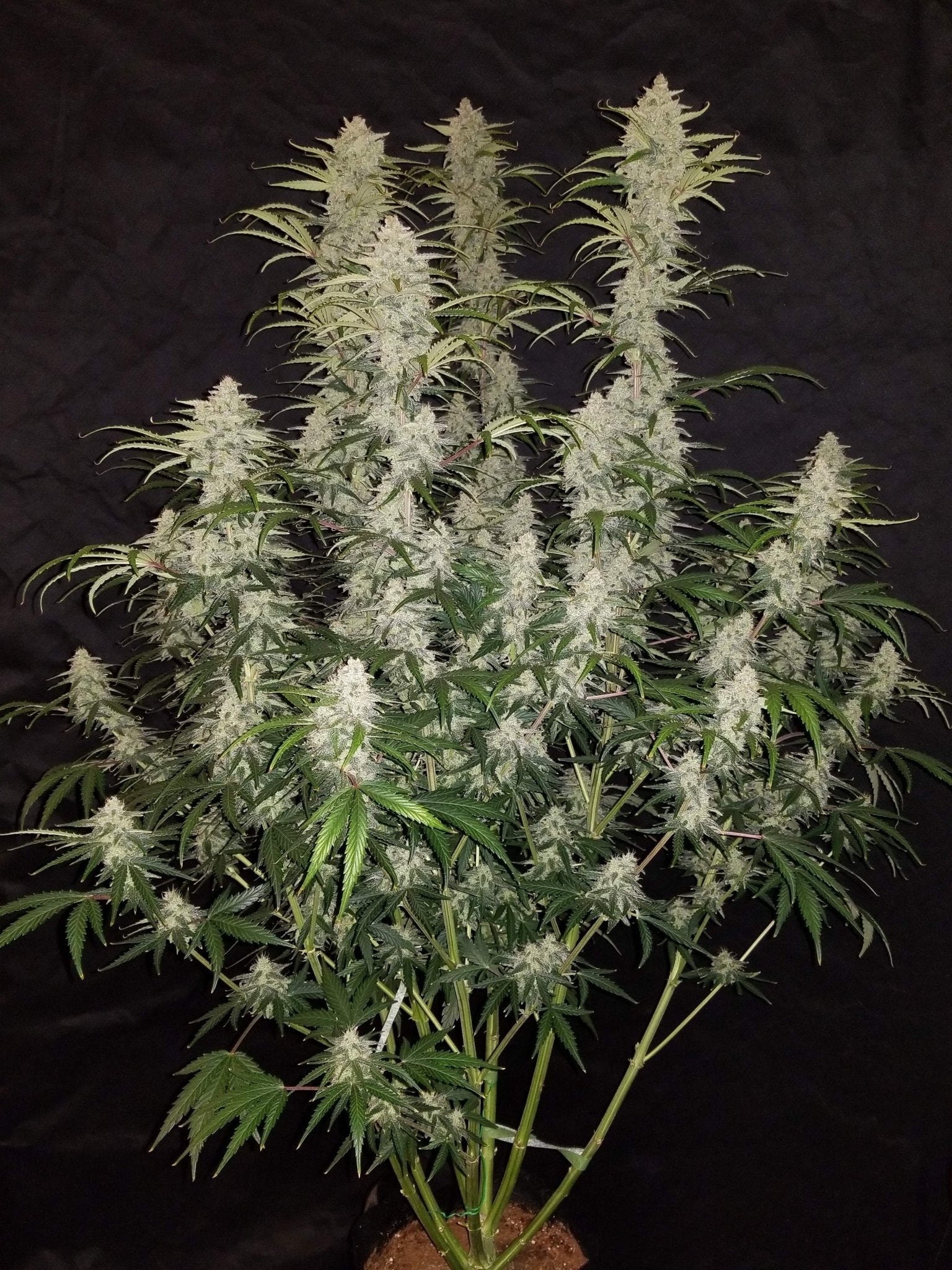 Fast Buds Blue Dream Auto | 3er Packung - Bud Brothers