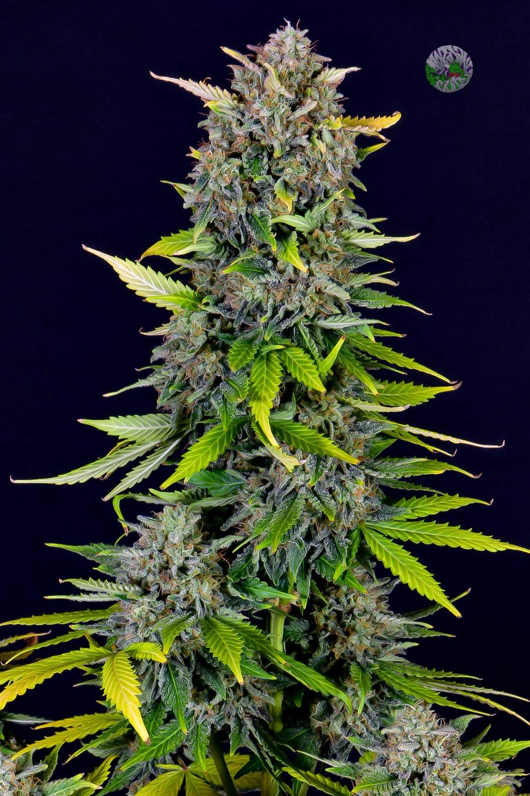 Fast Buds Blue Dream Auto | 3er Packung - Bud Brothers