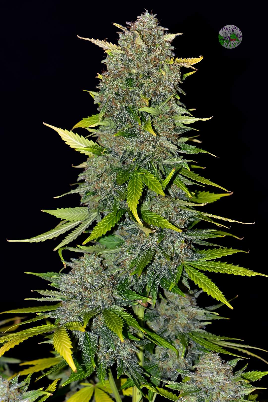 Fast Buds Blue Dream Auto | 3er Packung - Bud Brothers