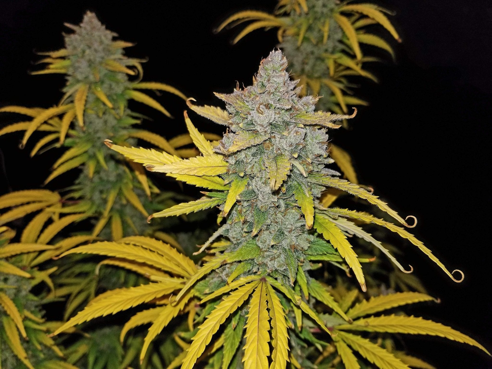 Fast Buds Blue Dream Auto | 3er Packung - Bud Brothers