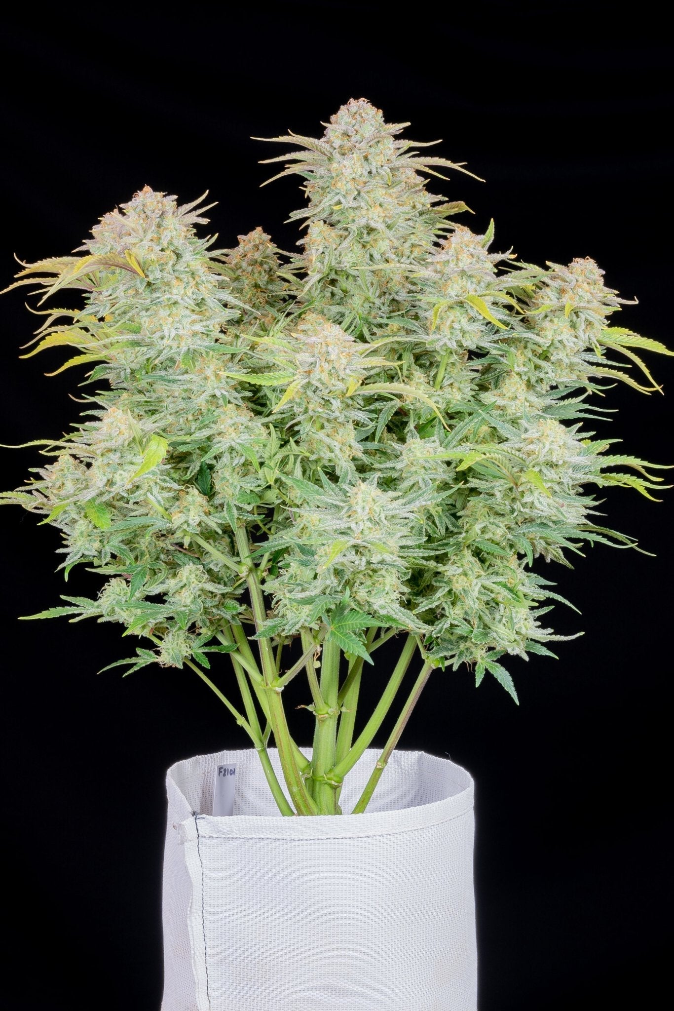 Fast Buds Bruce Banner Auto | 3er Packung - Bud Brothers