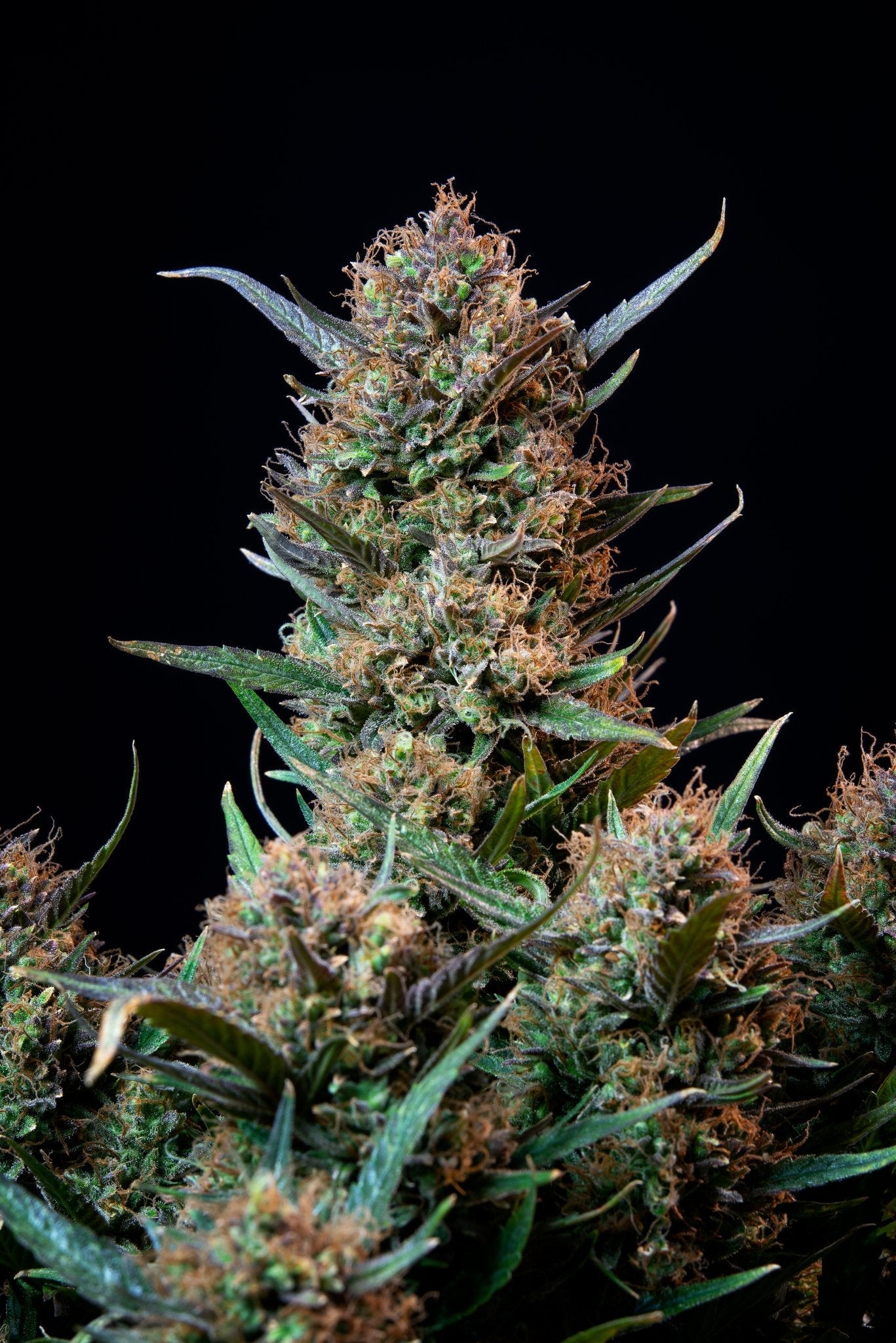 Fast Buds Bruce Banner Auto | 3er Packung - Bud Brothers