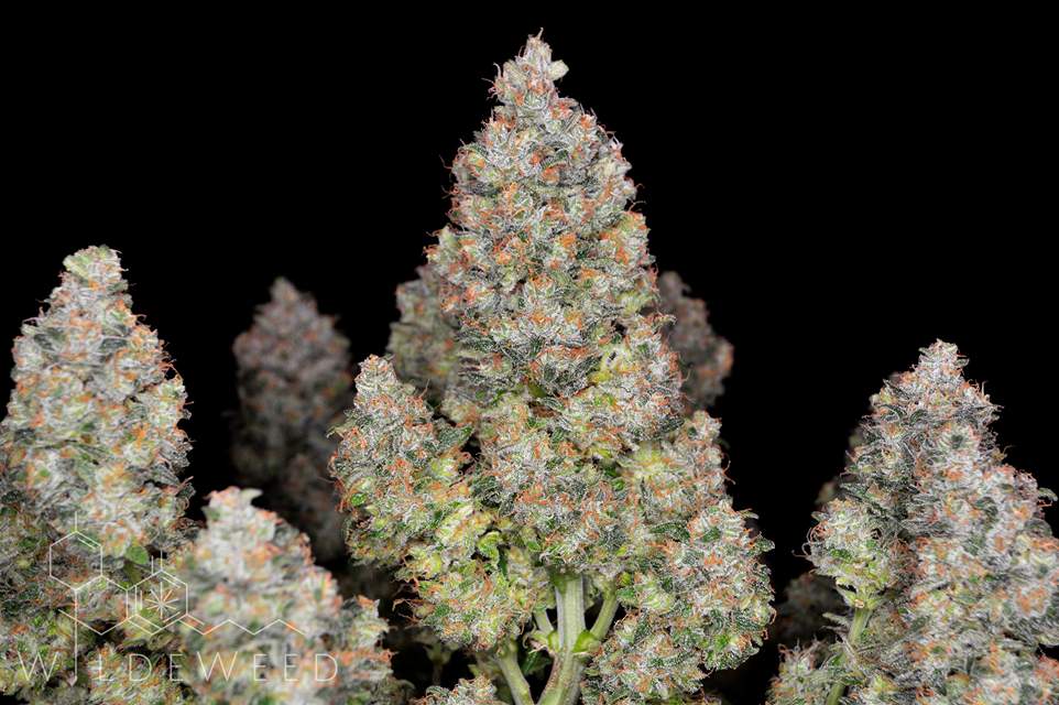 Fast Buds Bubblegum Auto | 3er Packung - Bud Brothers