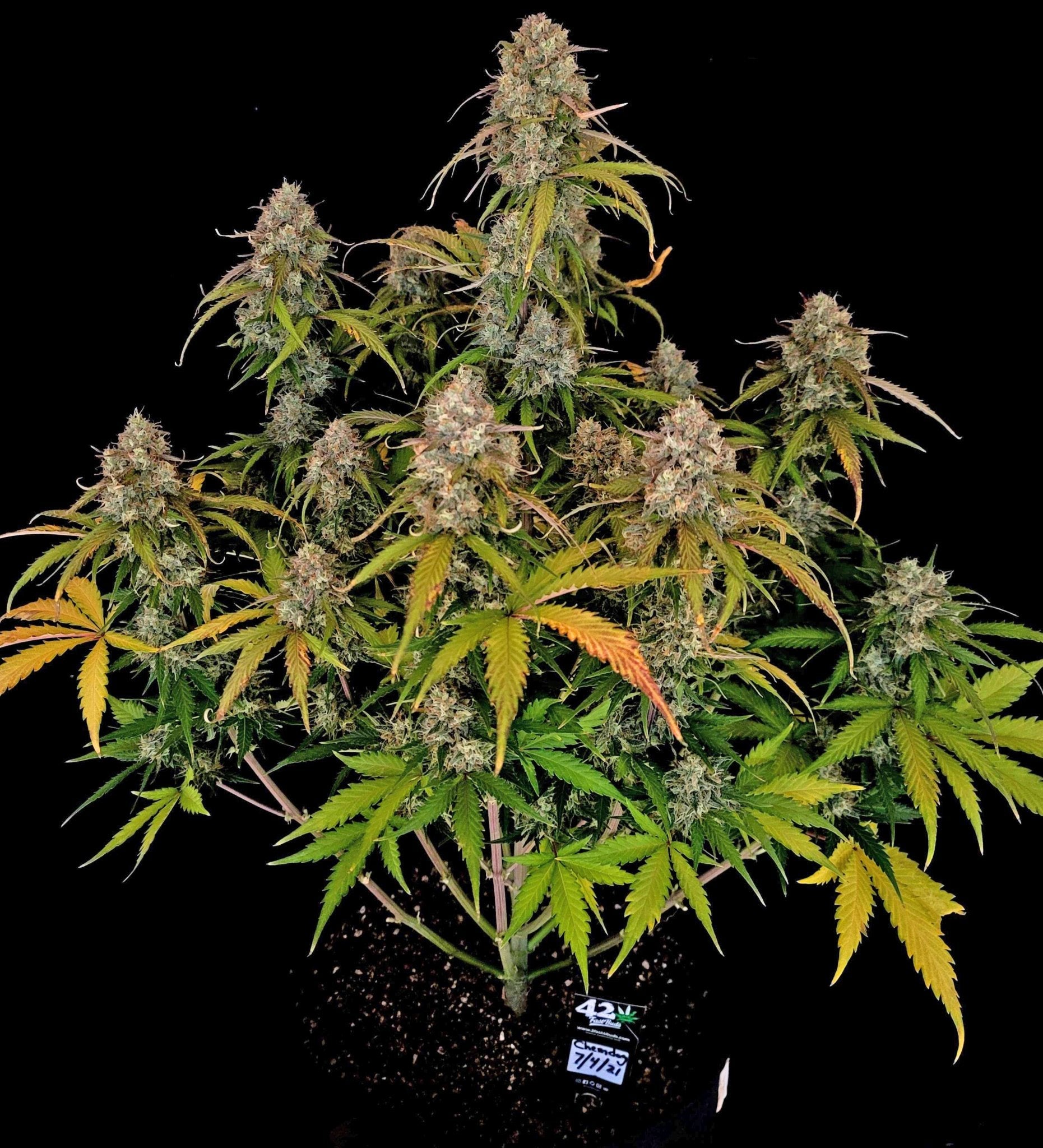Fast Buds Chemdawg Auto | 3er Packung - Bud Brothers