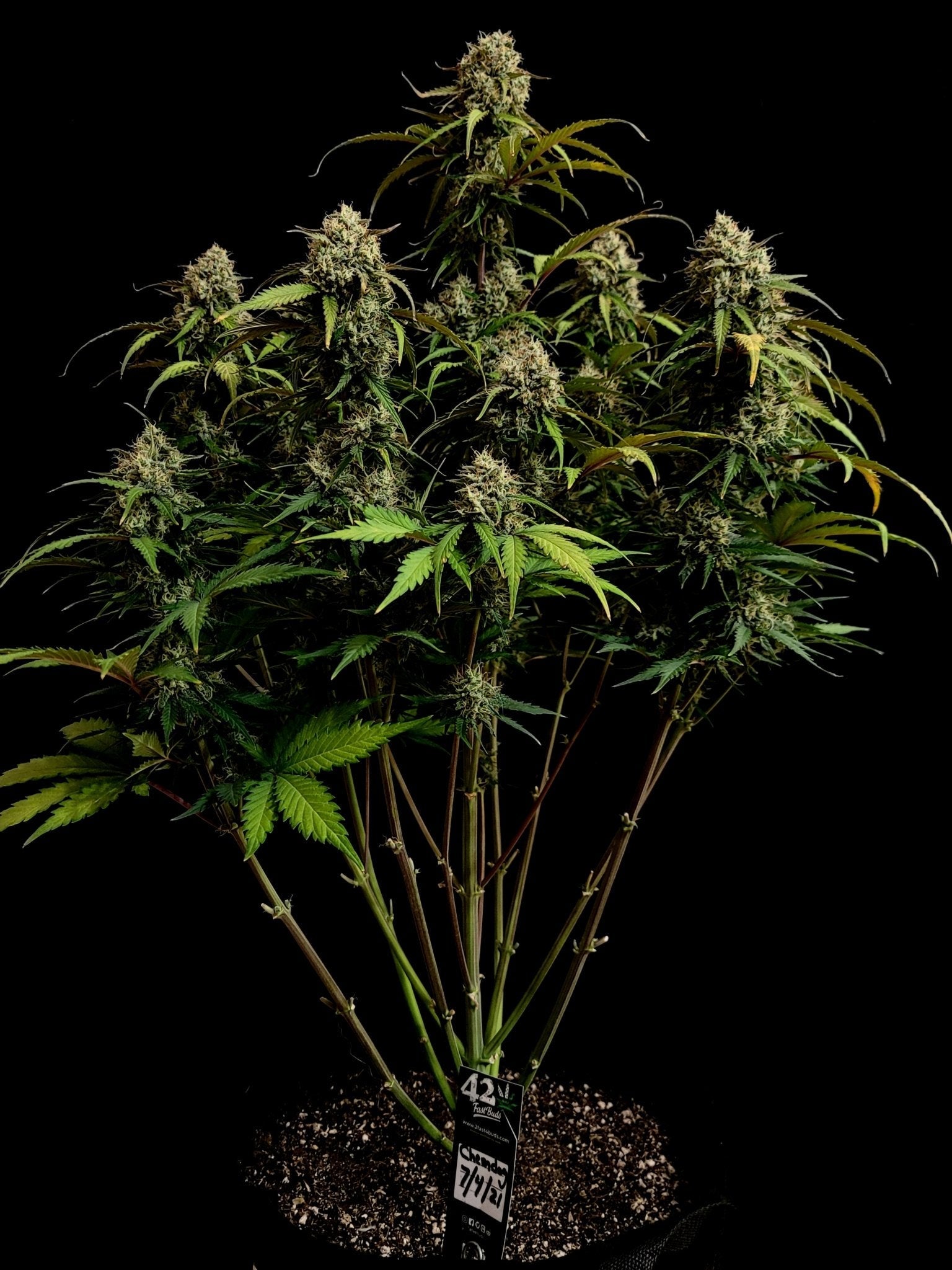 Fast Buds Chemdawg Auto | 3er Packung - Bud Brothers