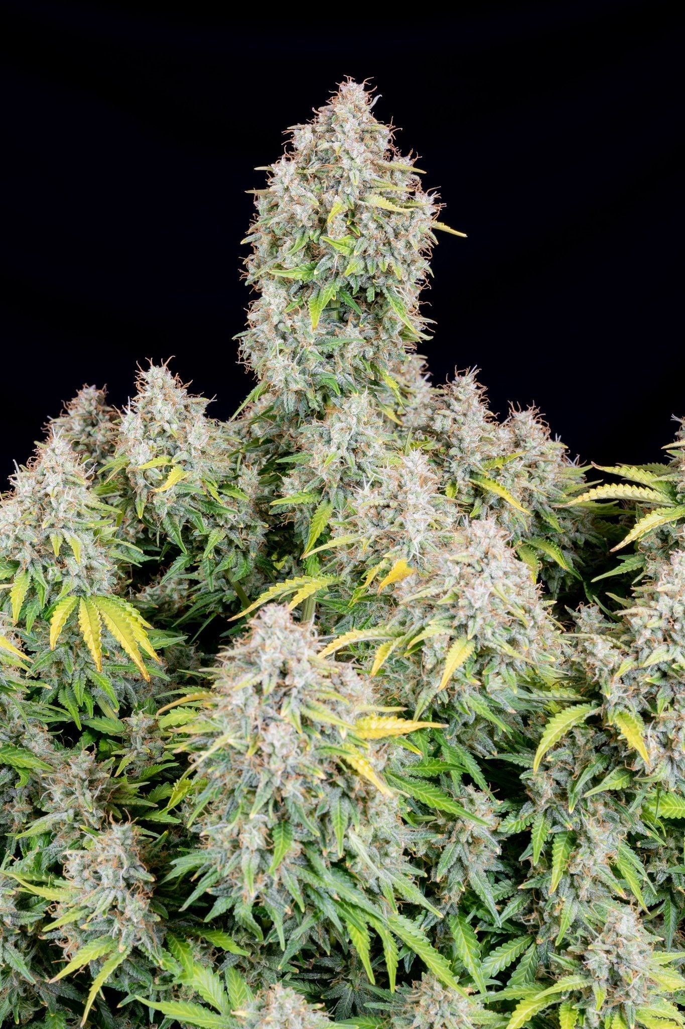Fast Buds Cinderella Auto | 3er Packung - Bud Brothers