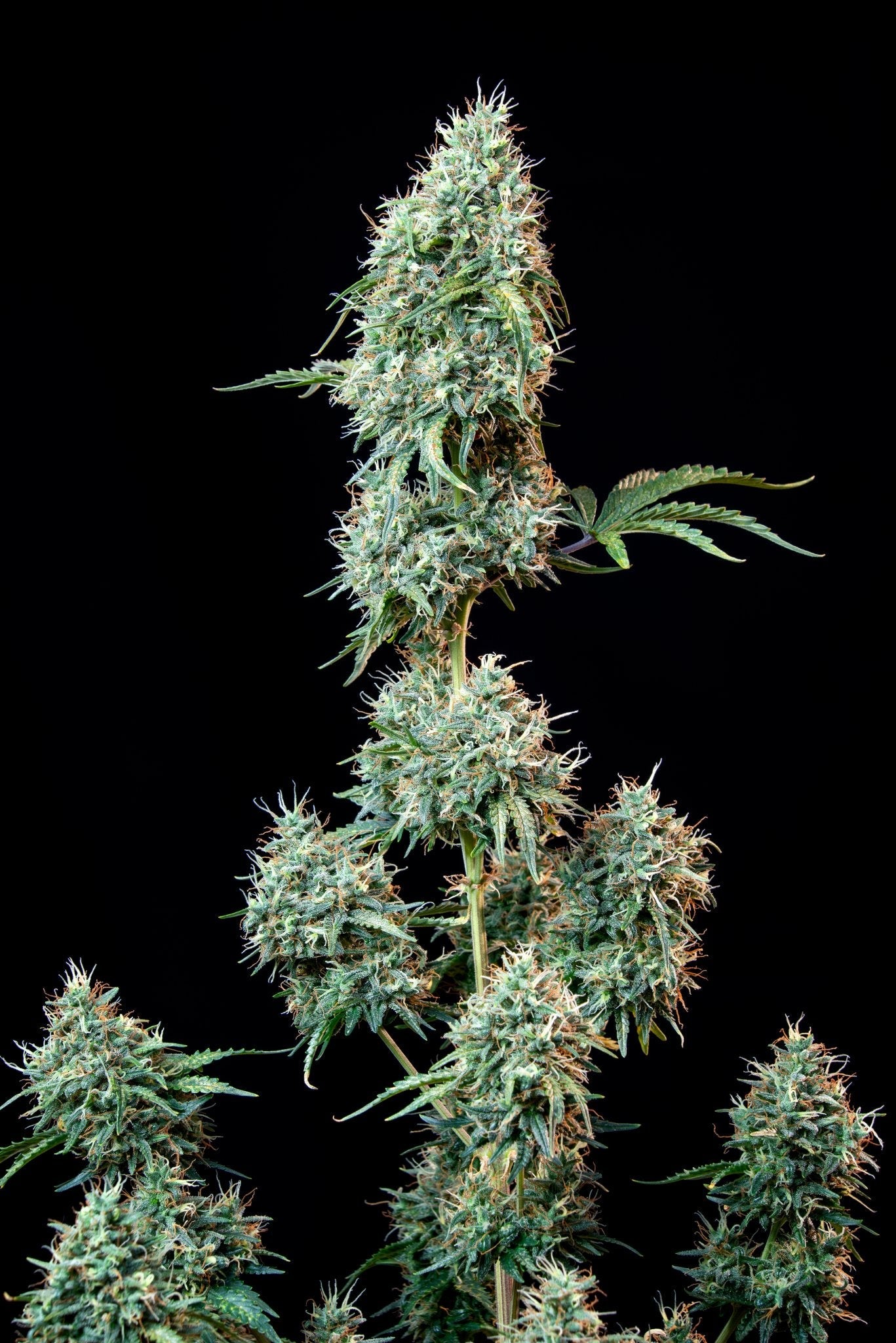 Fast Buds Cinderella Auto | 3er Packung - Bud Brothers
