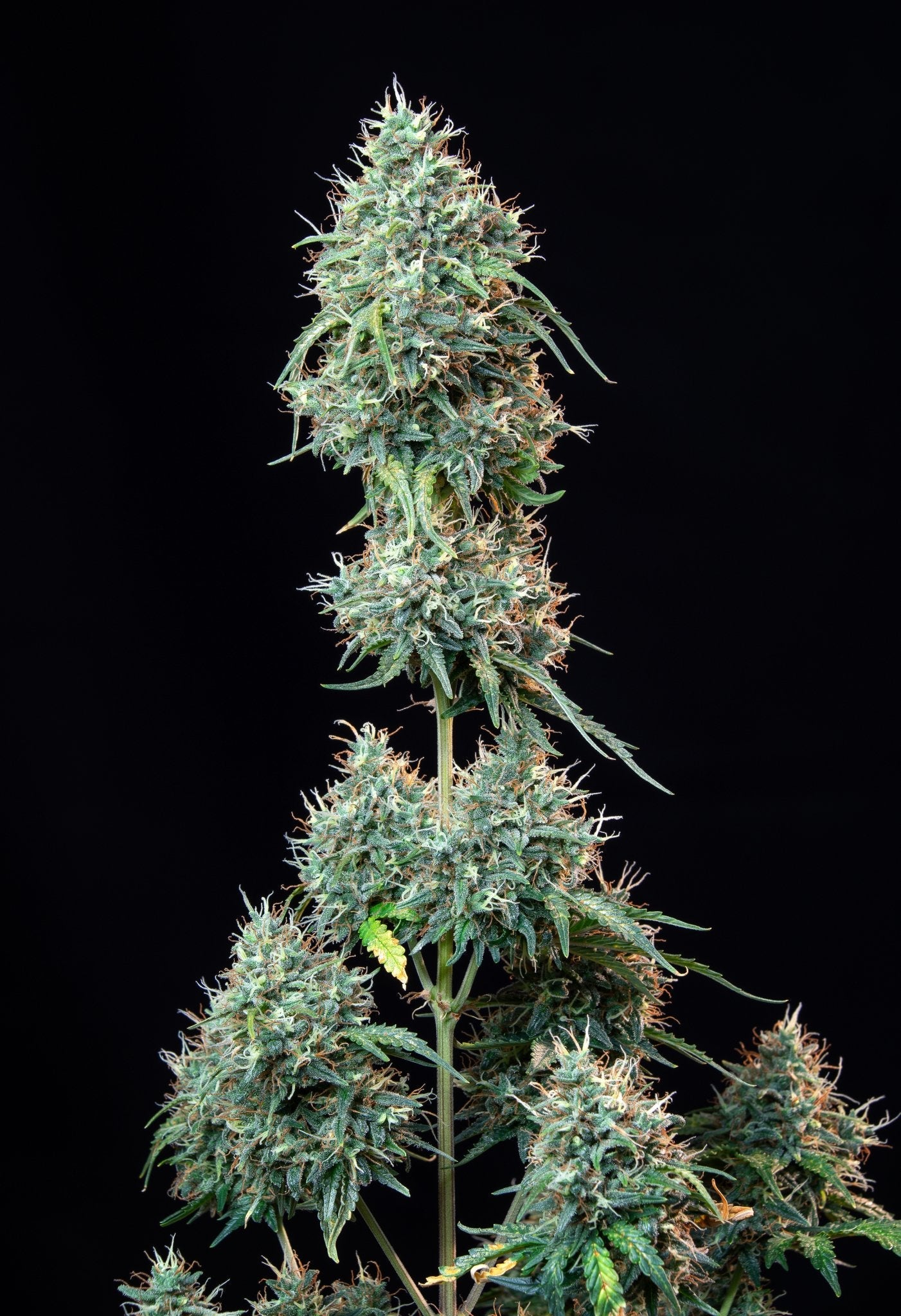 Fast Buds Cinderella Auto | 3er Packung - Bud Brothers