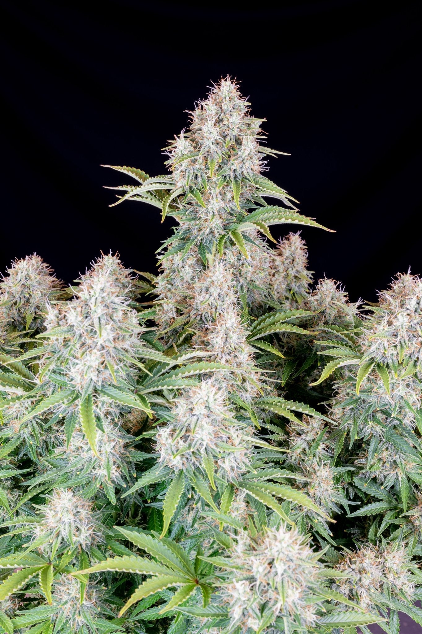 Fast Buds Cinderella Auto | 3er Packung - Bud Brothers