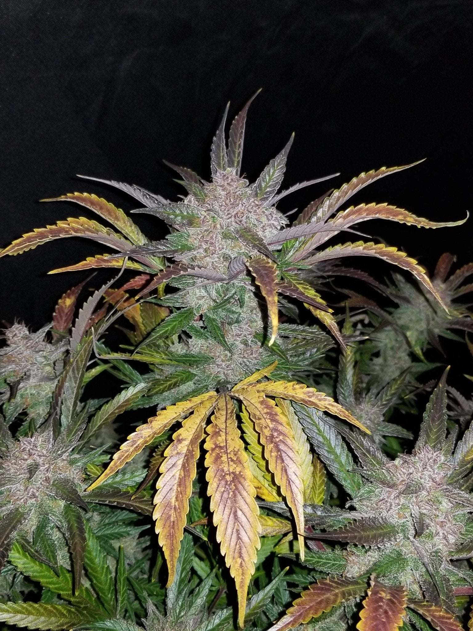 Fast Buds Cream Cookies Auto | 3er Packung - Bud Brothers