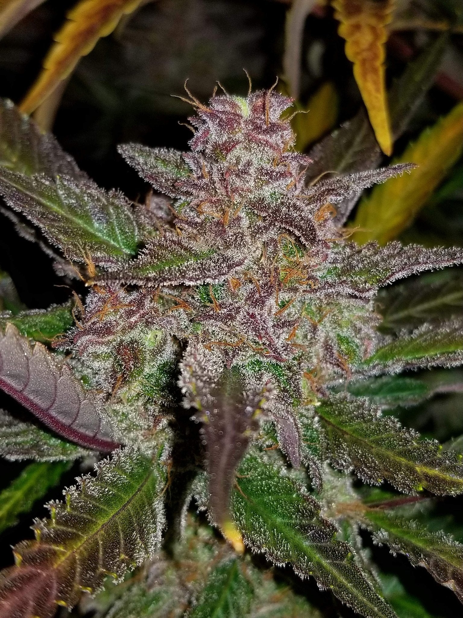 Fast Buds Cream Cookies Auto | 3er Packung - Bud Brothers