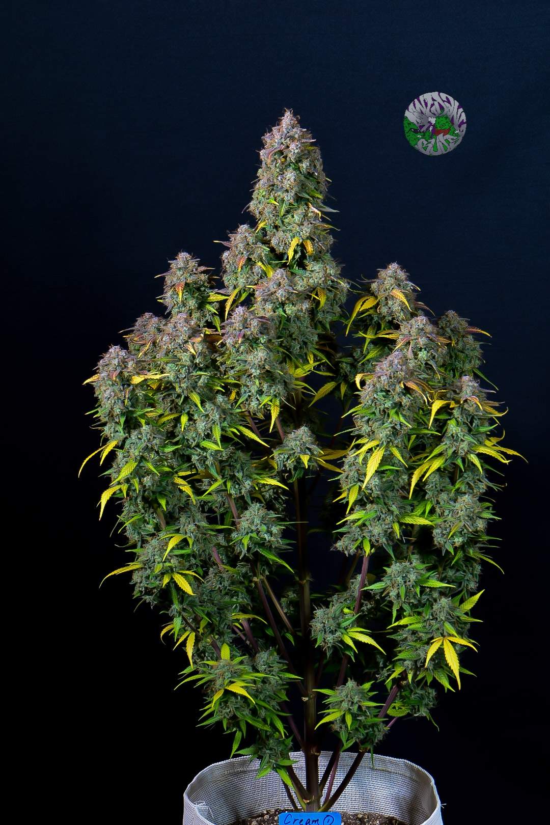 Fast Buds Cream Cookies Auto | 3er Packung - Bud Brothers