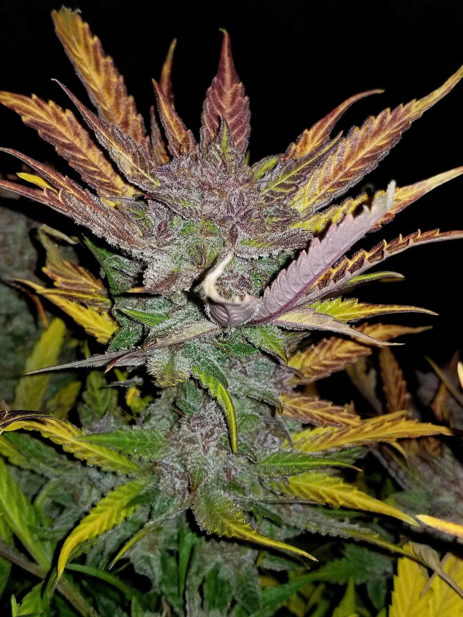 Fast Buds Cream Cookies Auto | 3er Packung - Bud Brothers