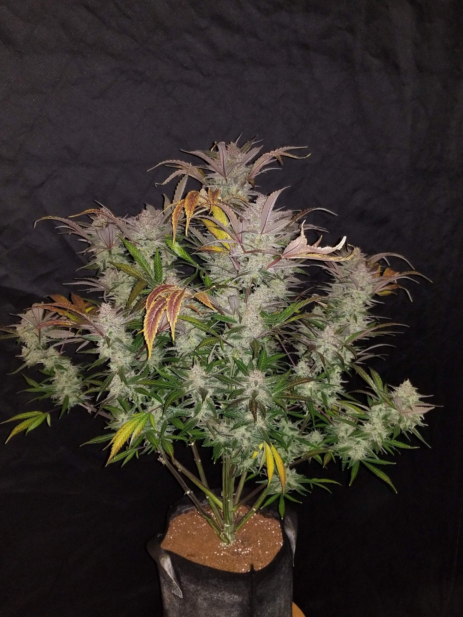 Fast Buds Cream Cookies Auto | 3er Packung - Bud Brothers