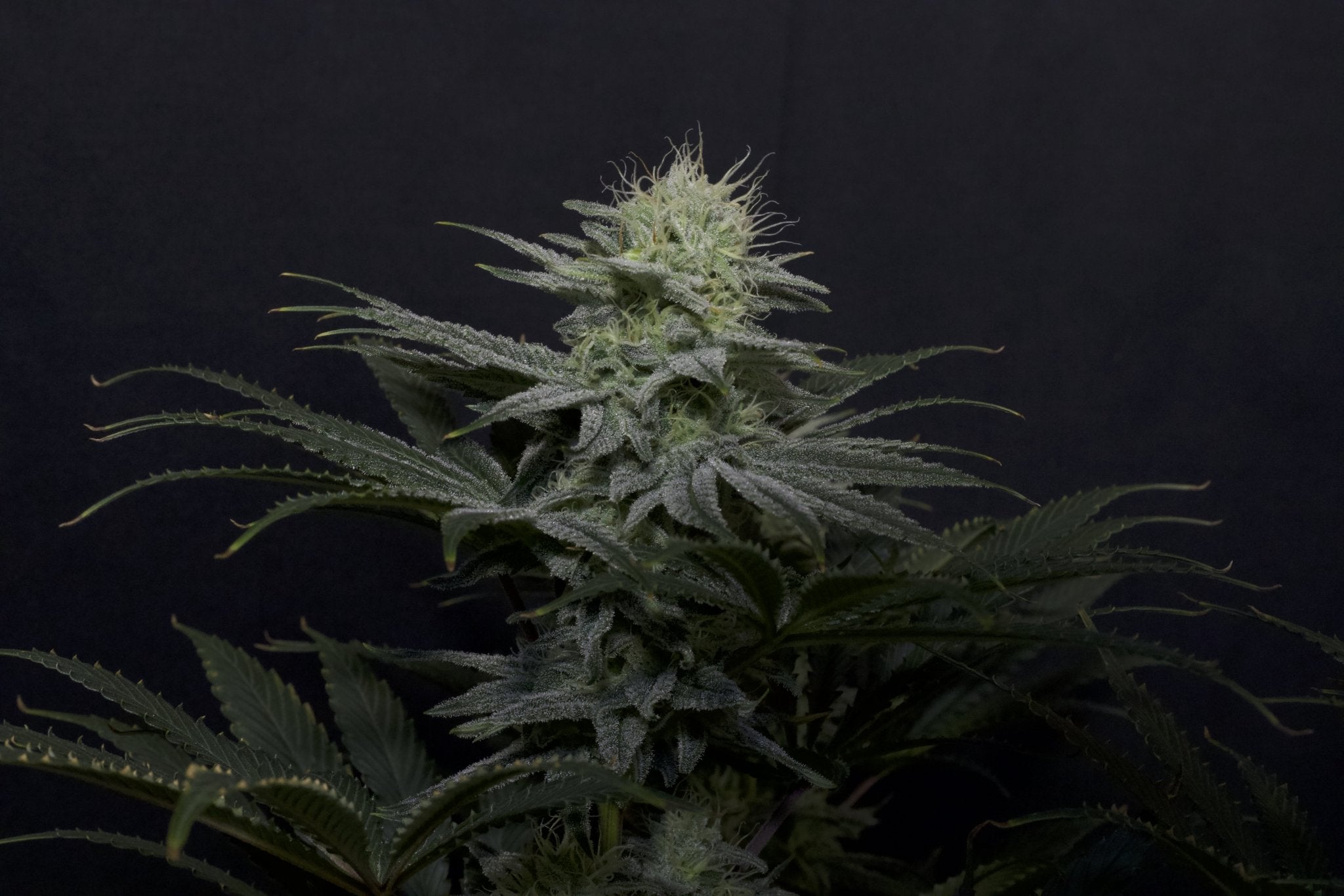 Fast Buds GG4 Sherbet Feminisierte Fastflowering Cannabissamen | Premium Indica Strain | 27% THC | Fruchtigen Sherbet Terpenen - Bud Brothers