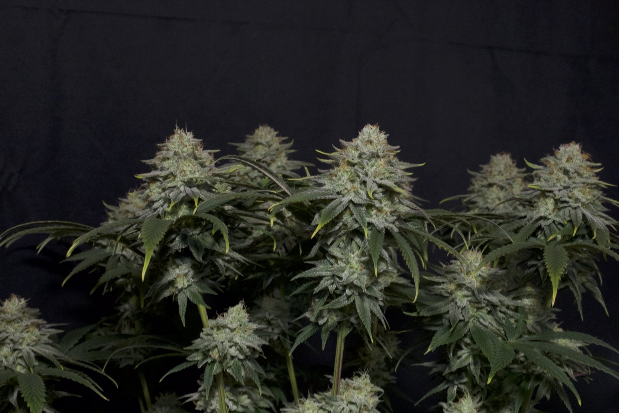 Fast Buds Gorilla Cookies FF feminisierte Samen | Bis 29% THC | Cookie - Erd - Aroma | 650 g/m² Ertrag - Bud Brothers