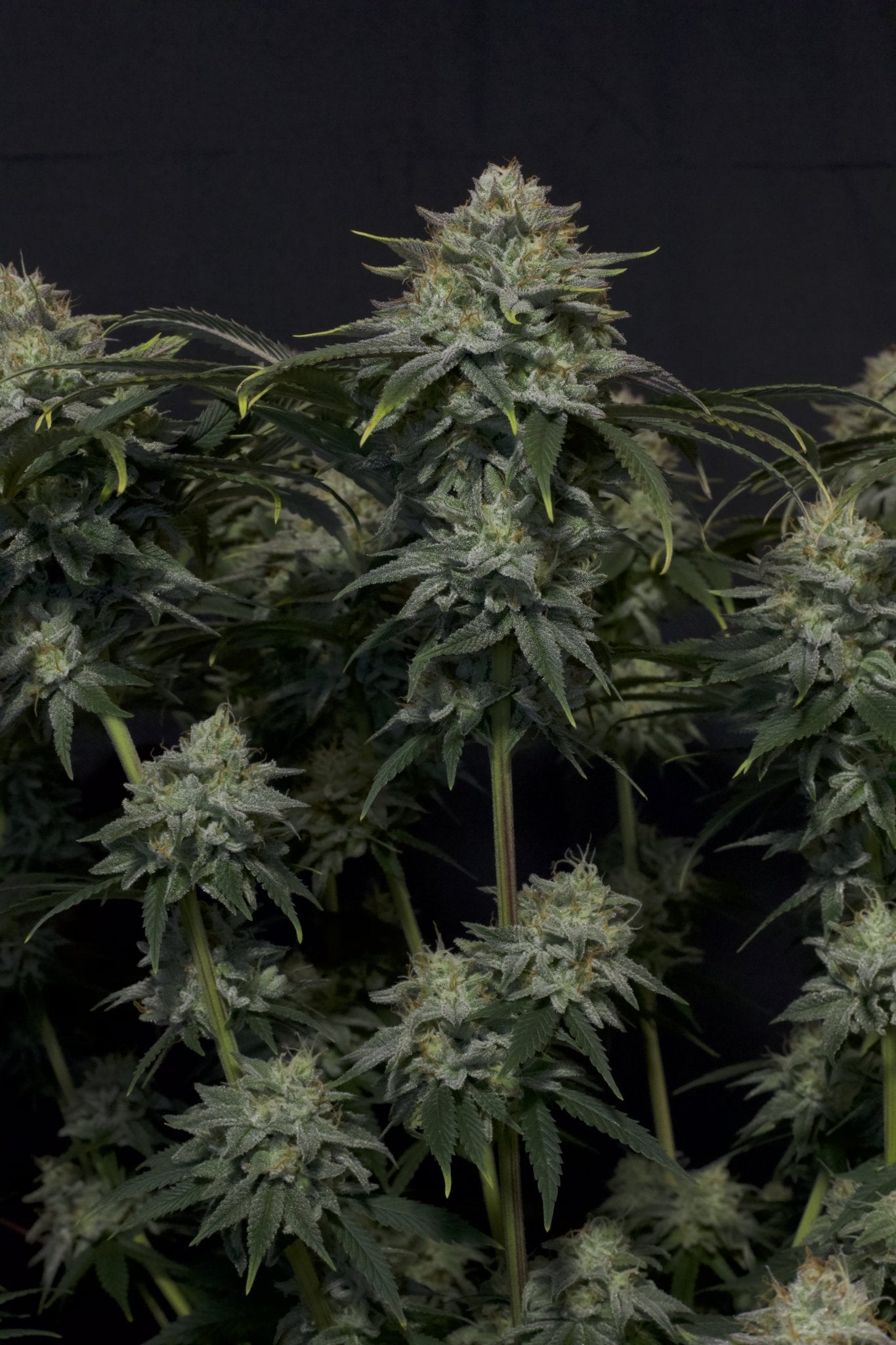 Fast Buds Gorilla Cookies FF feminisierte Samen | Bis 29% THC | Cookie - Erd - Aroma | 650 g/m² Ertrag - Bud Brothers