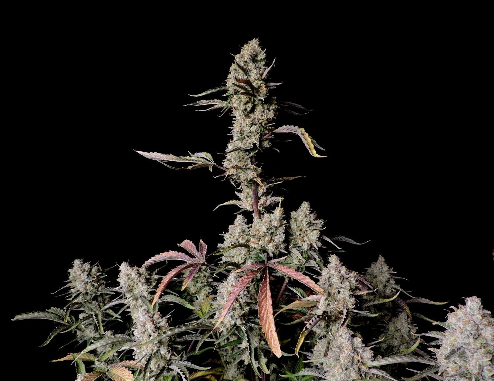 Fast Buds Gorilla Zkittlez Auto | 3er Packung - Bud Brothers