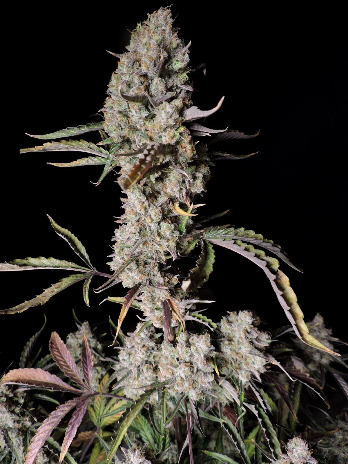 Fast Buds Gorilla Zkittlez Auto | 3er Packung - Bud Brothers
