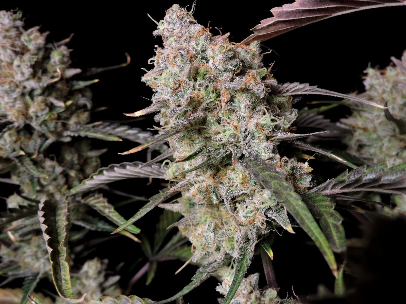 Fast Buds Gorilla Zkittlez Auto | 3er Packung - Bud Brothers