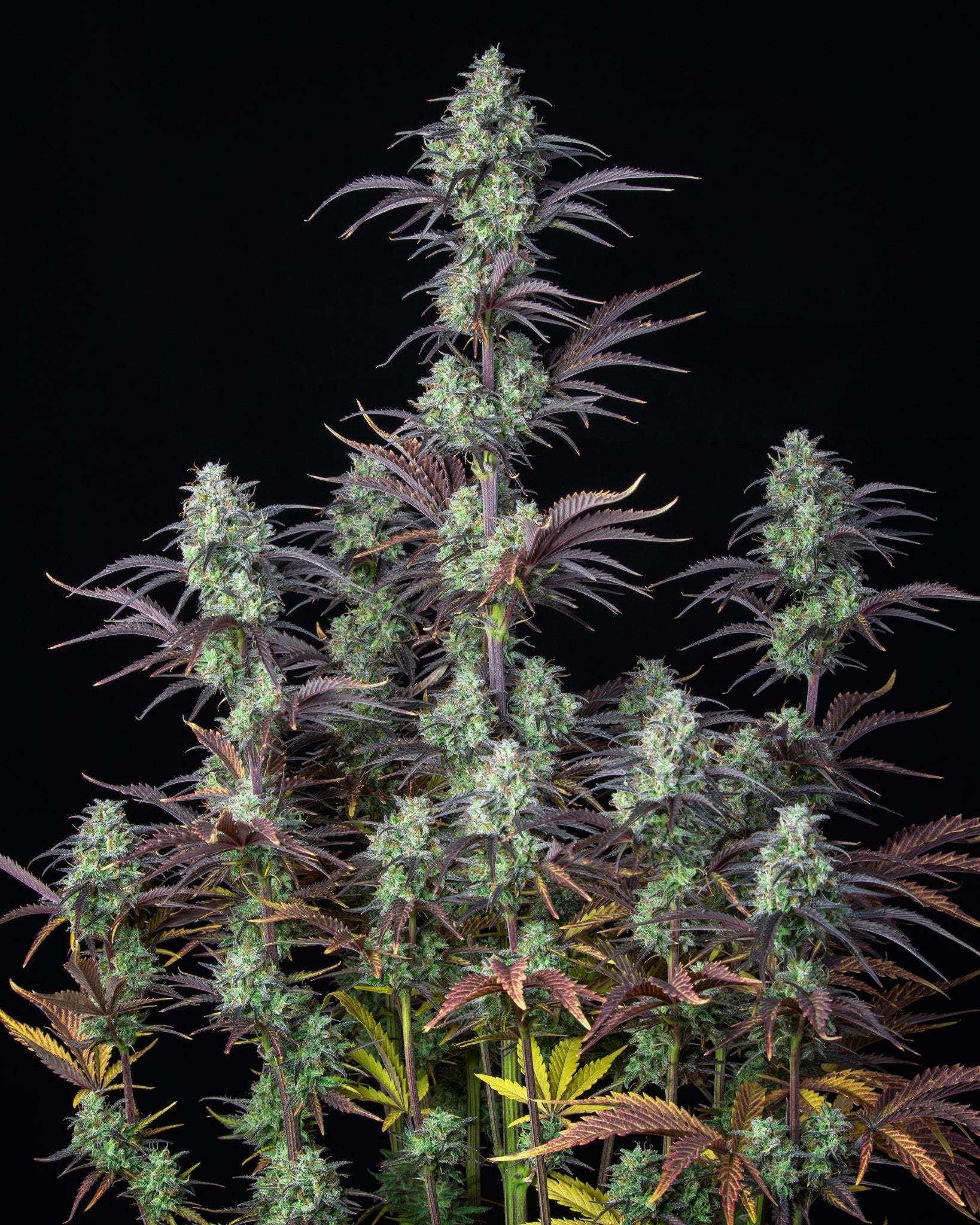 Fast Buds Mimosa Cake Auto - Bud Brothers