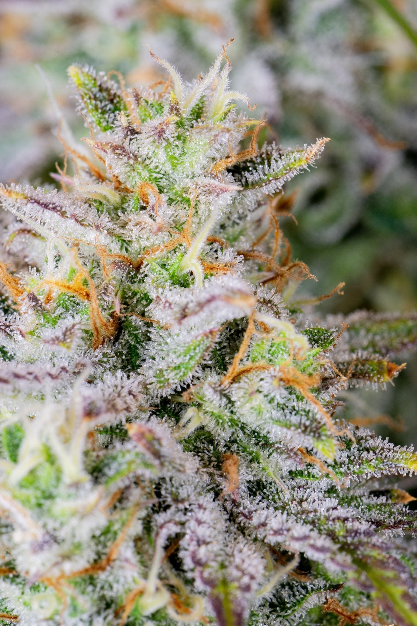 Fast Buds Mimosa Cake Auto - Bud Brothers