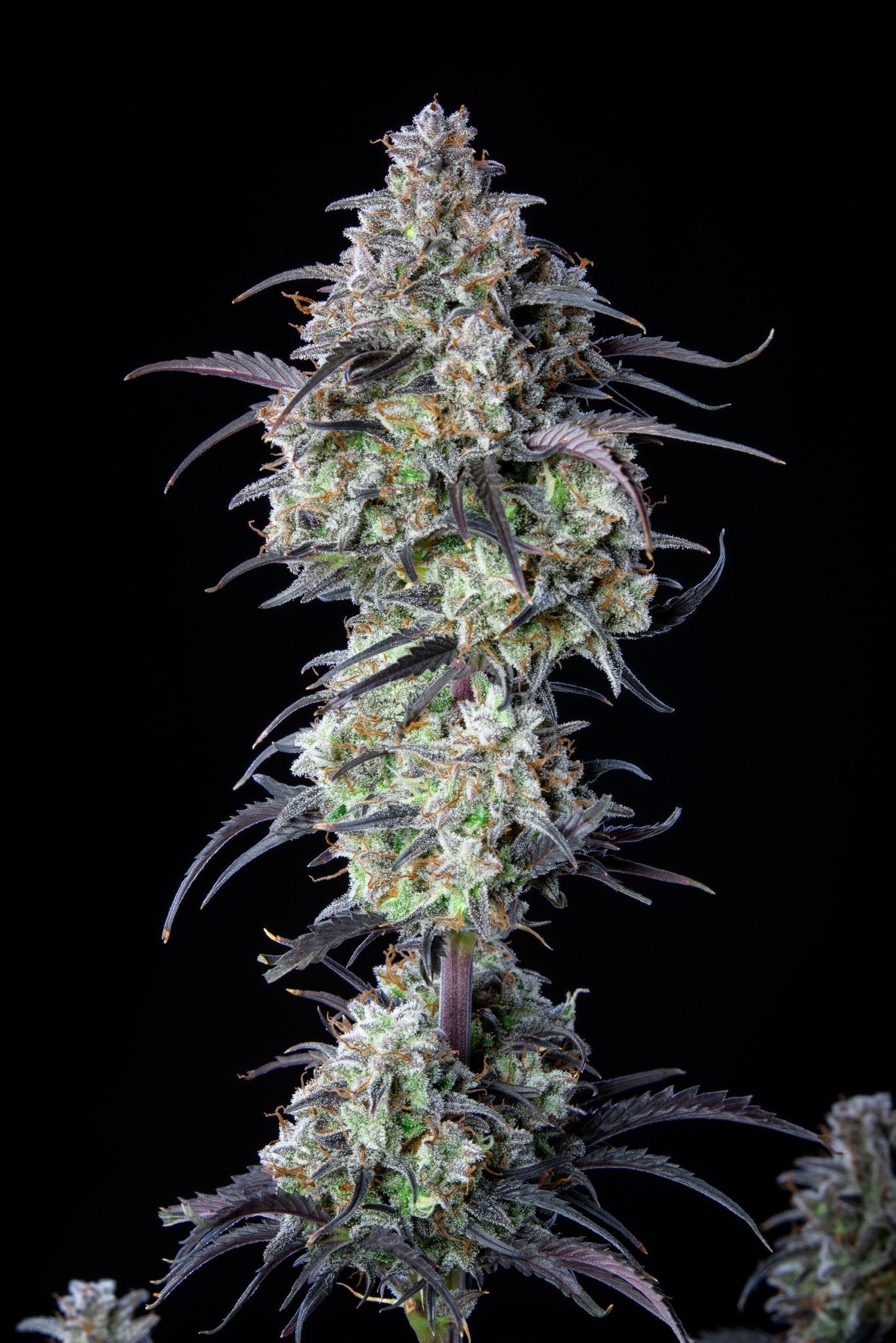 Fast Buds Mimosa Cake Auto - Bud Brothers