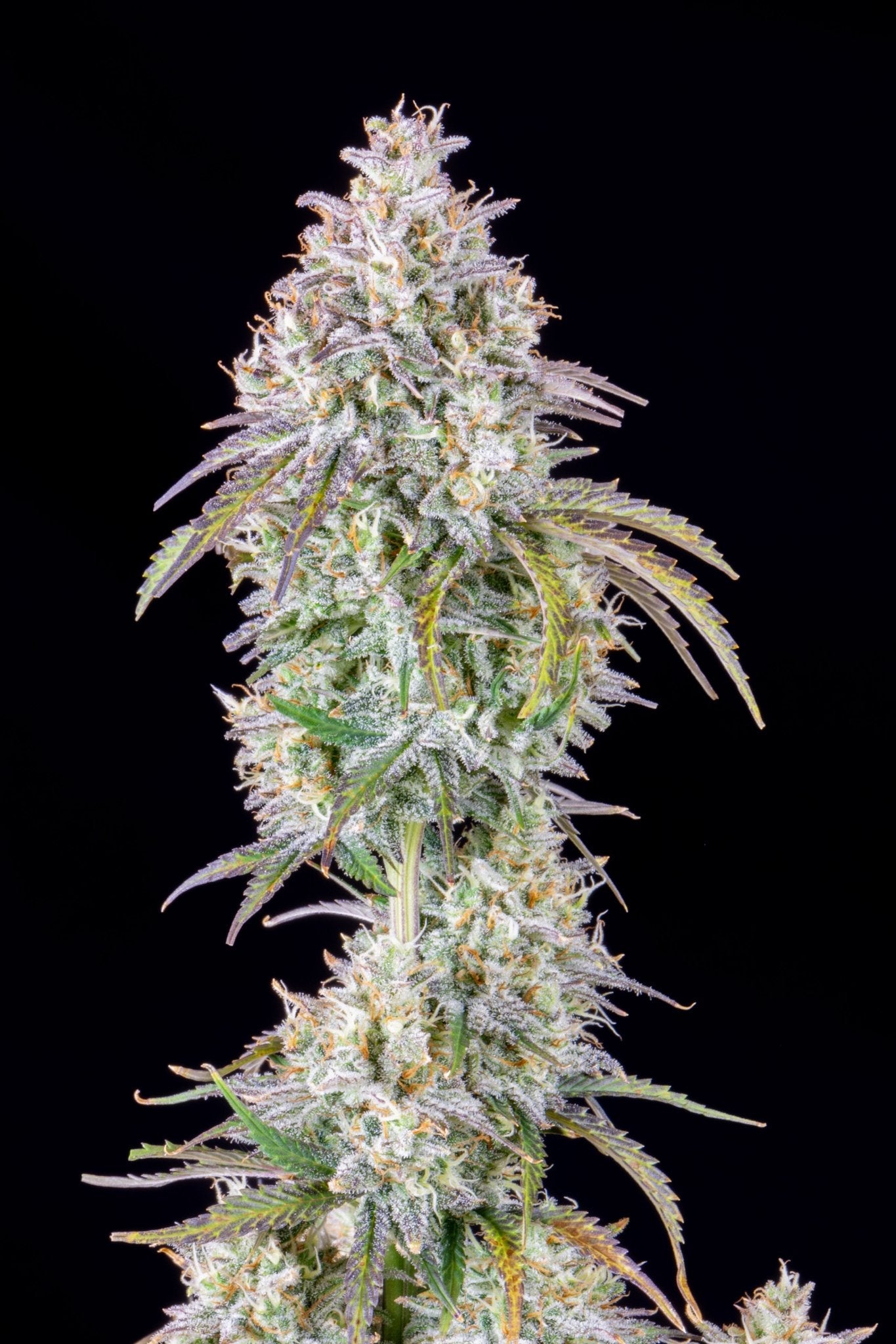 Fast Buds Mimosa Cake Auto - Bud Brothers