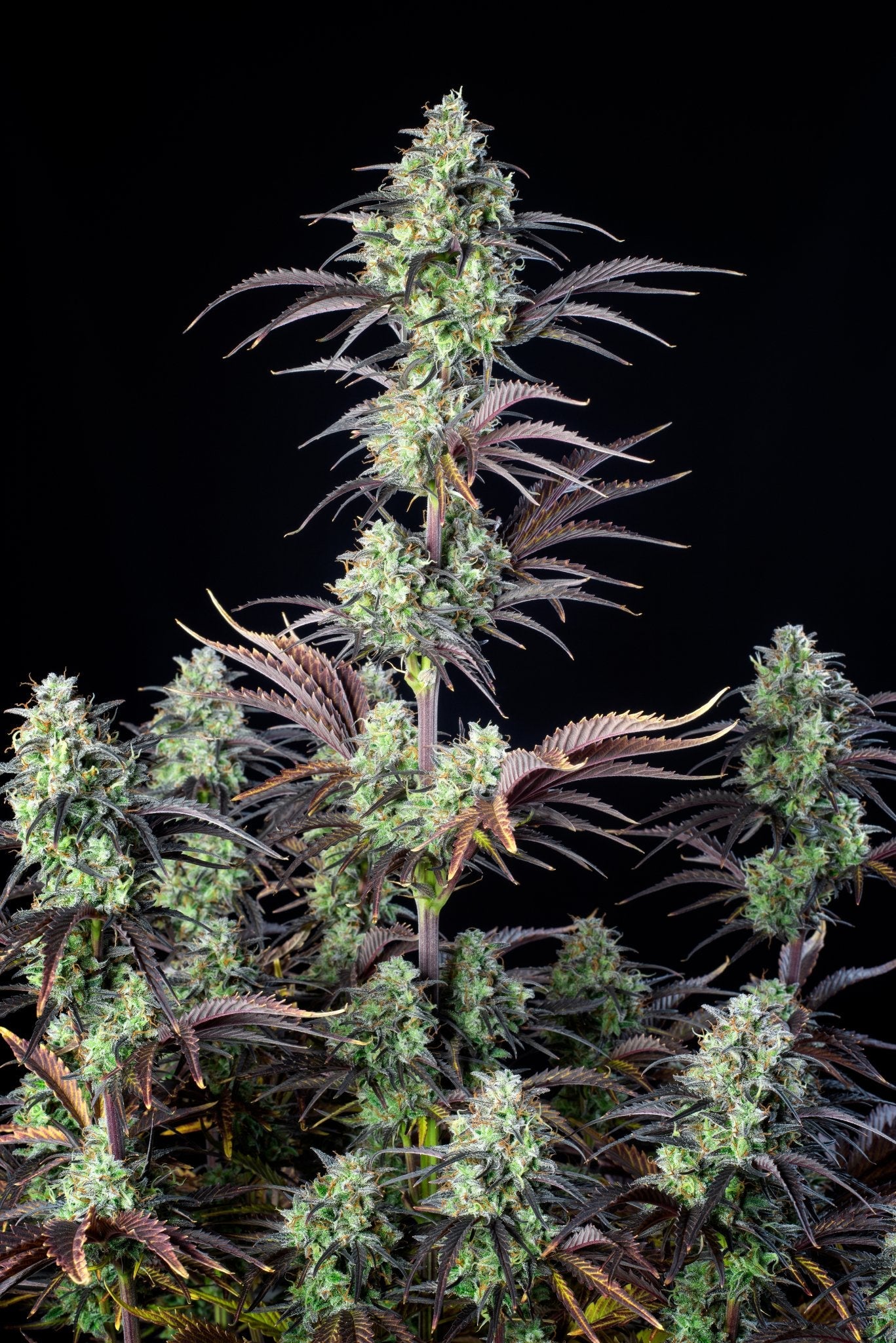 Fast Buds Mimosa Cake Auto - Bud Brothers