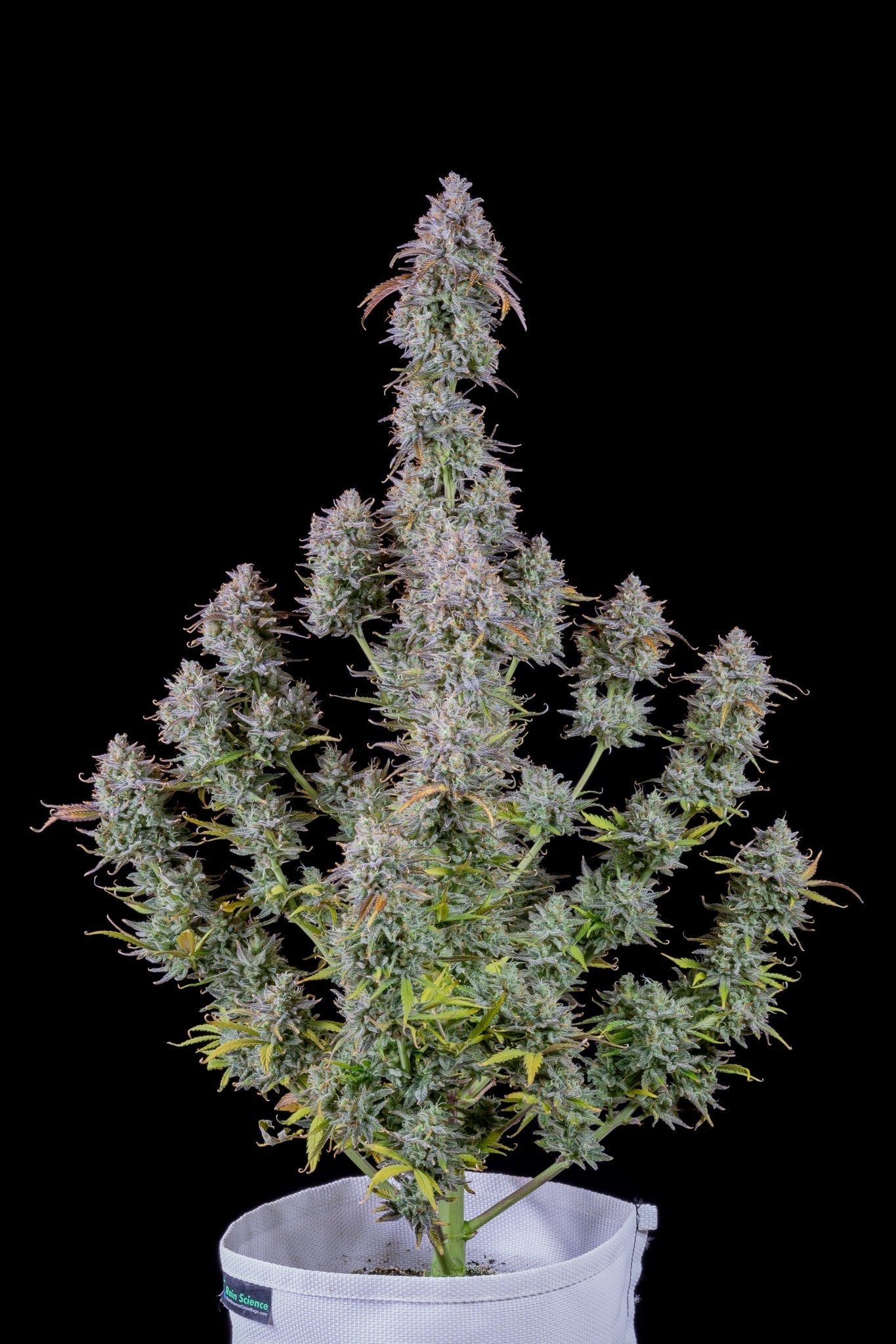 Fast Buds Mimosa Cake Auto - Bud Brothers
