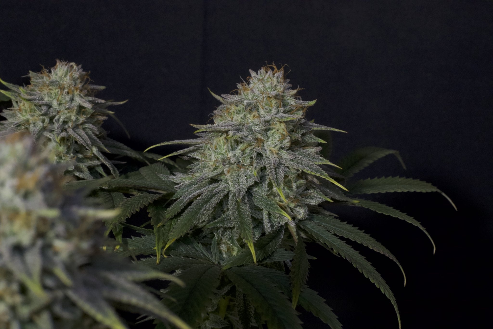 Fast Buds Orange Sherbet FF feminisierte Samen | 26% THC | Zitrus - Creme Aroma | Ideal für Extraktionen - Bud Brothers