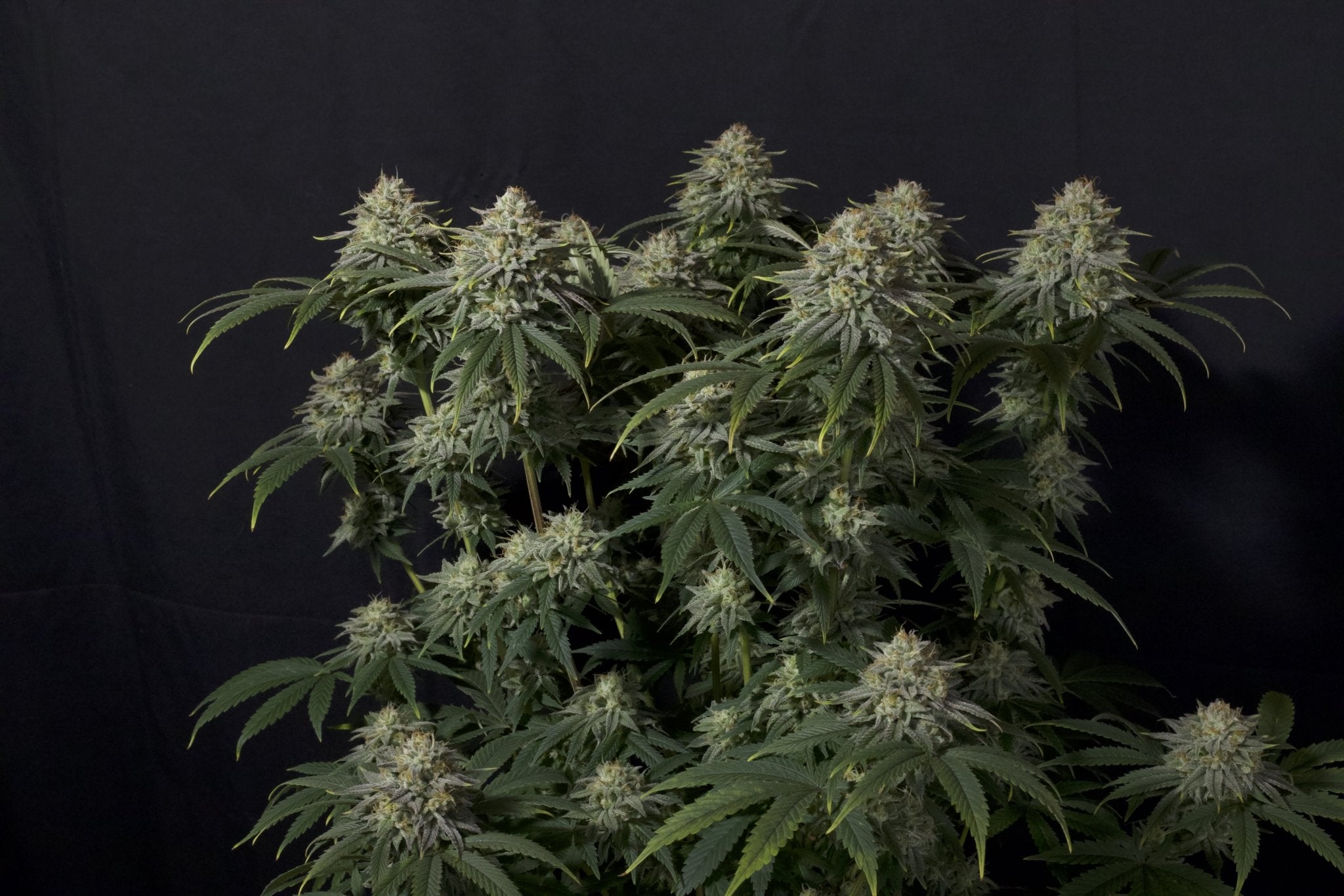Fast Buds Orange Sherbet FF feminisierte Samen | 26% THC | Zitrus - Creme Aroma | Ideal für Extraktionen - Bud Brothers