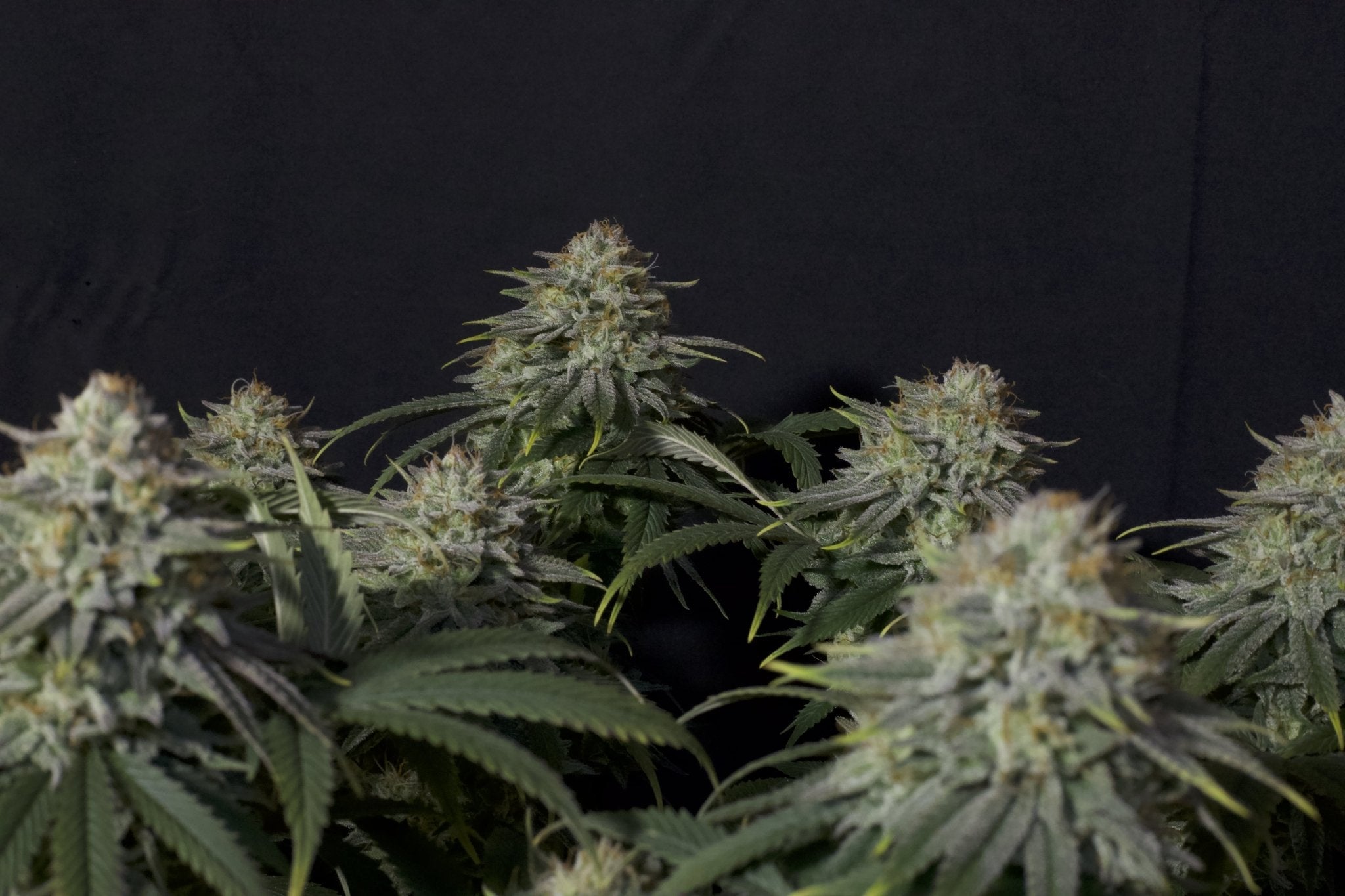 Fast Buds Orange Sherbet FF feminisierte Samen | 26% THC | Zitrus - Creme Aroma | Ideal für Extraktionen - Bud Brothers