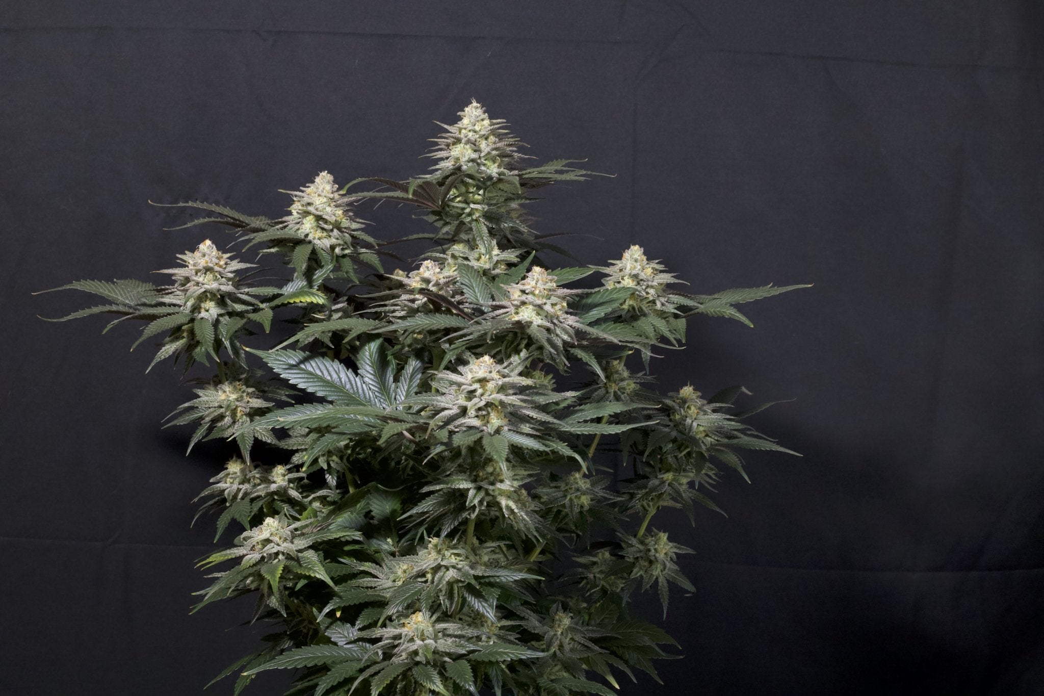 Fast Buds Purple Lemonade FF feminisierte Samen | 25% THC | Lila Buds | Zitronen - Limonade Geschmack - Bud Brothers