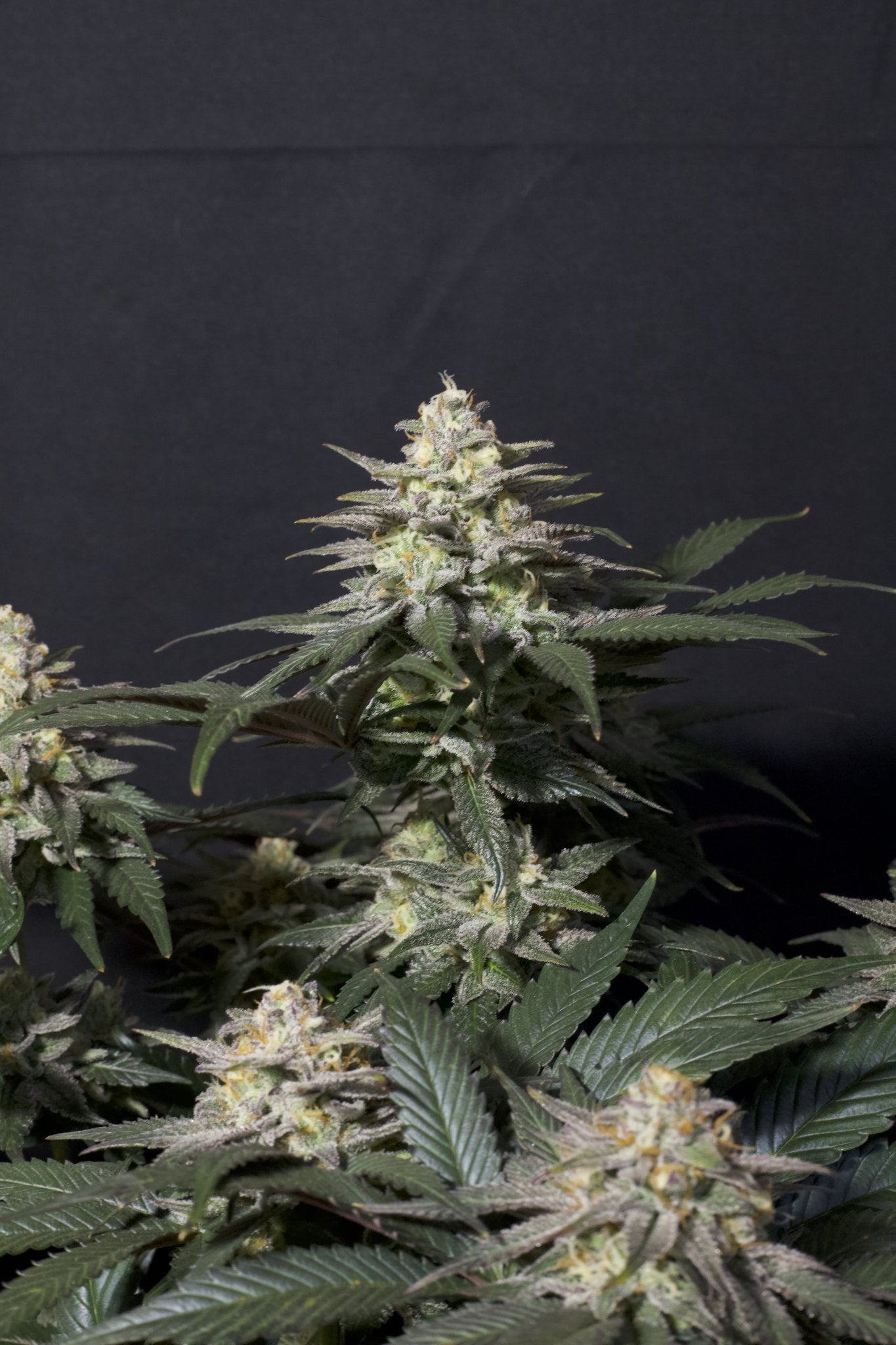 Fast Buds Purple Lemonade FF feminisierte Samen | 25% THC | Lila Buds | Zitronen - Limonade Geschmack - Bud Brothers