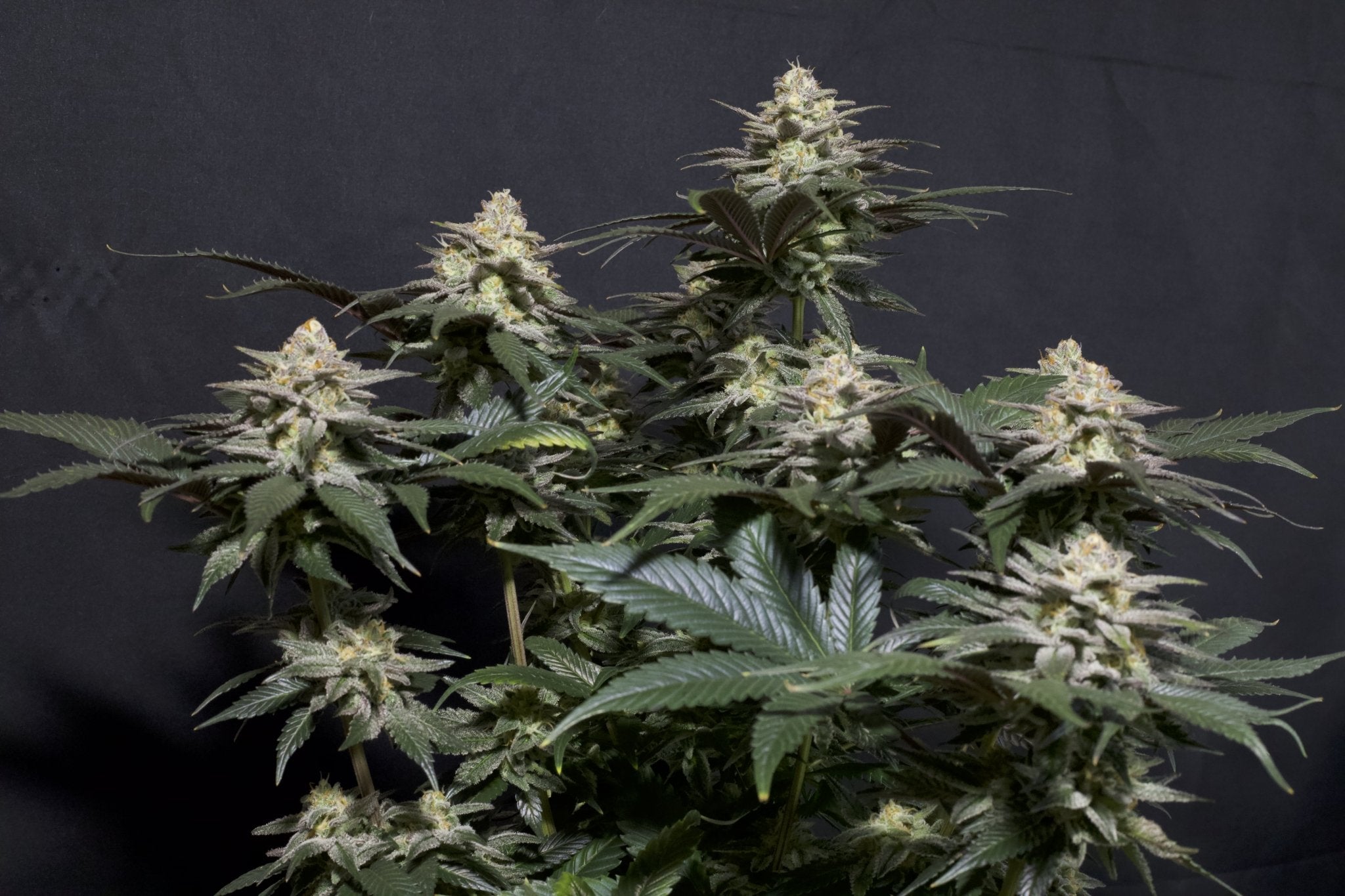 Fast Buds Purple Lemonade FF feminisierte Samen | 25% THC | Lila Buds | Zitronen - Limonade Geschmack - Bud Brothers