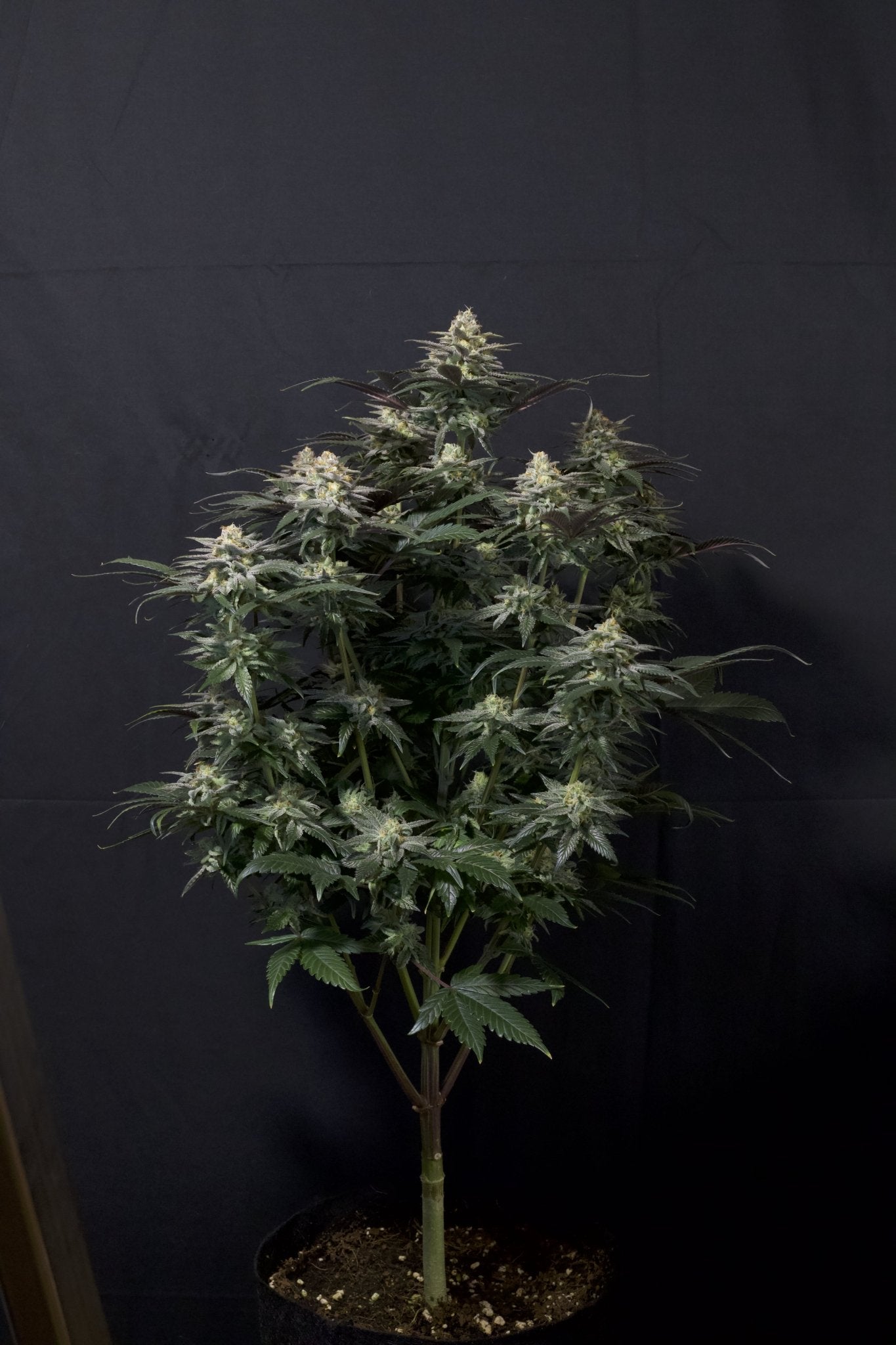 Fast Buds Purple Lemonade FF feminisierte Samen | 25% THC | Lila Buds | Zitronen - Limonade Geschmack - Bud Brothers