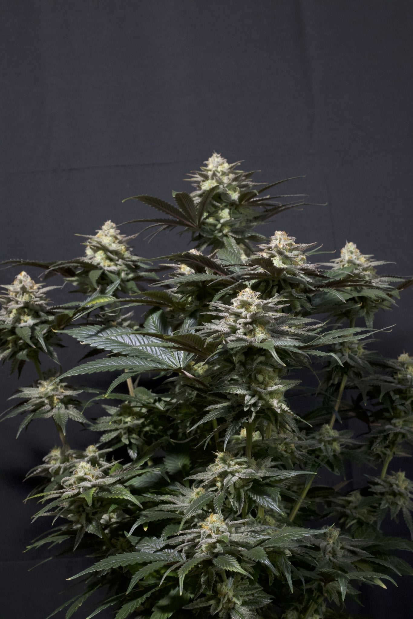 Fast Buds Purple Lemonade FF feminisierte Samen | 25% THC | Lila Buds | Zitronen - Limonade Geschmack - Bud Brothers