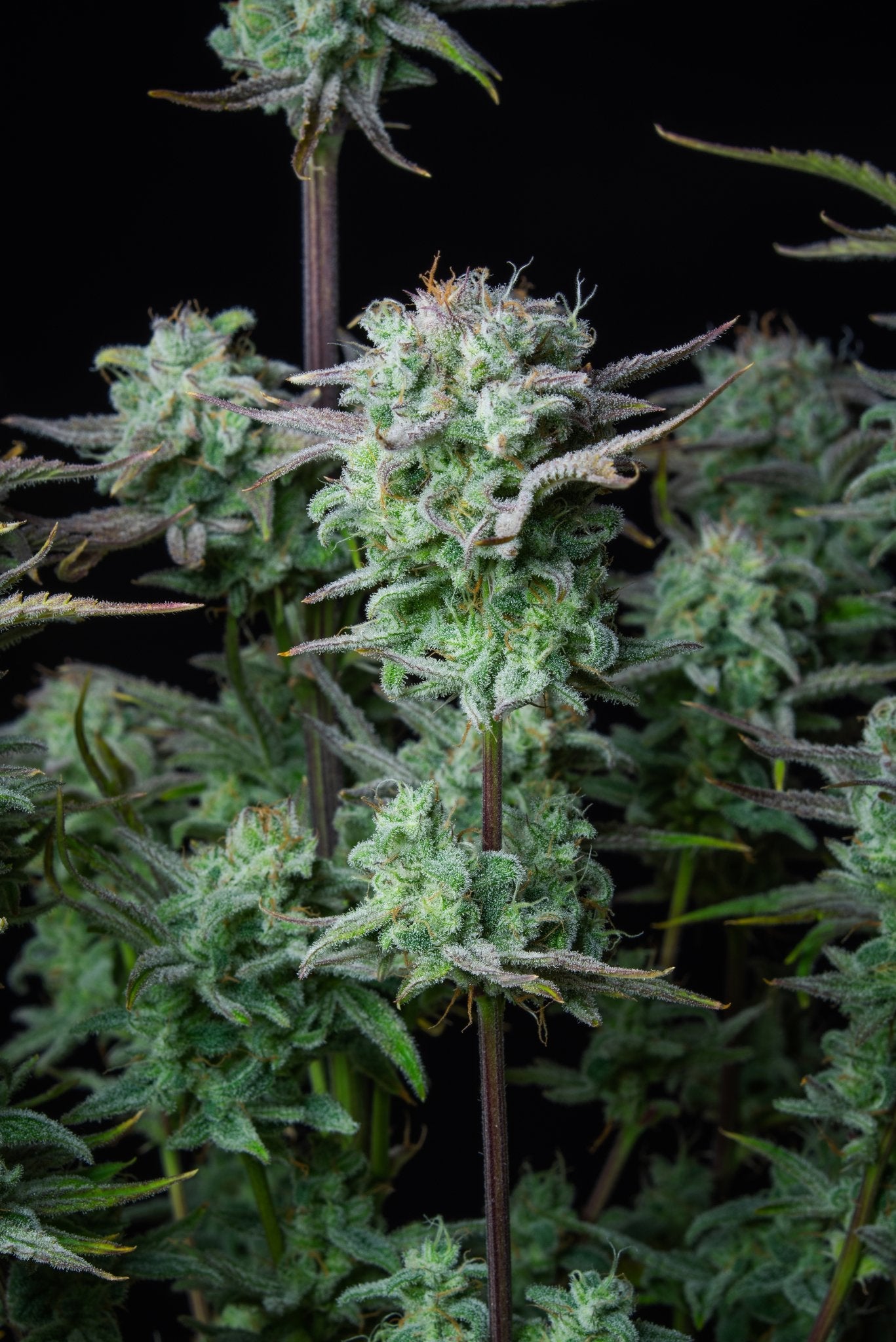 Fast Buds Strawberry Banana Auto - Bud Brothers