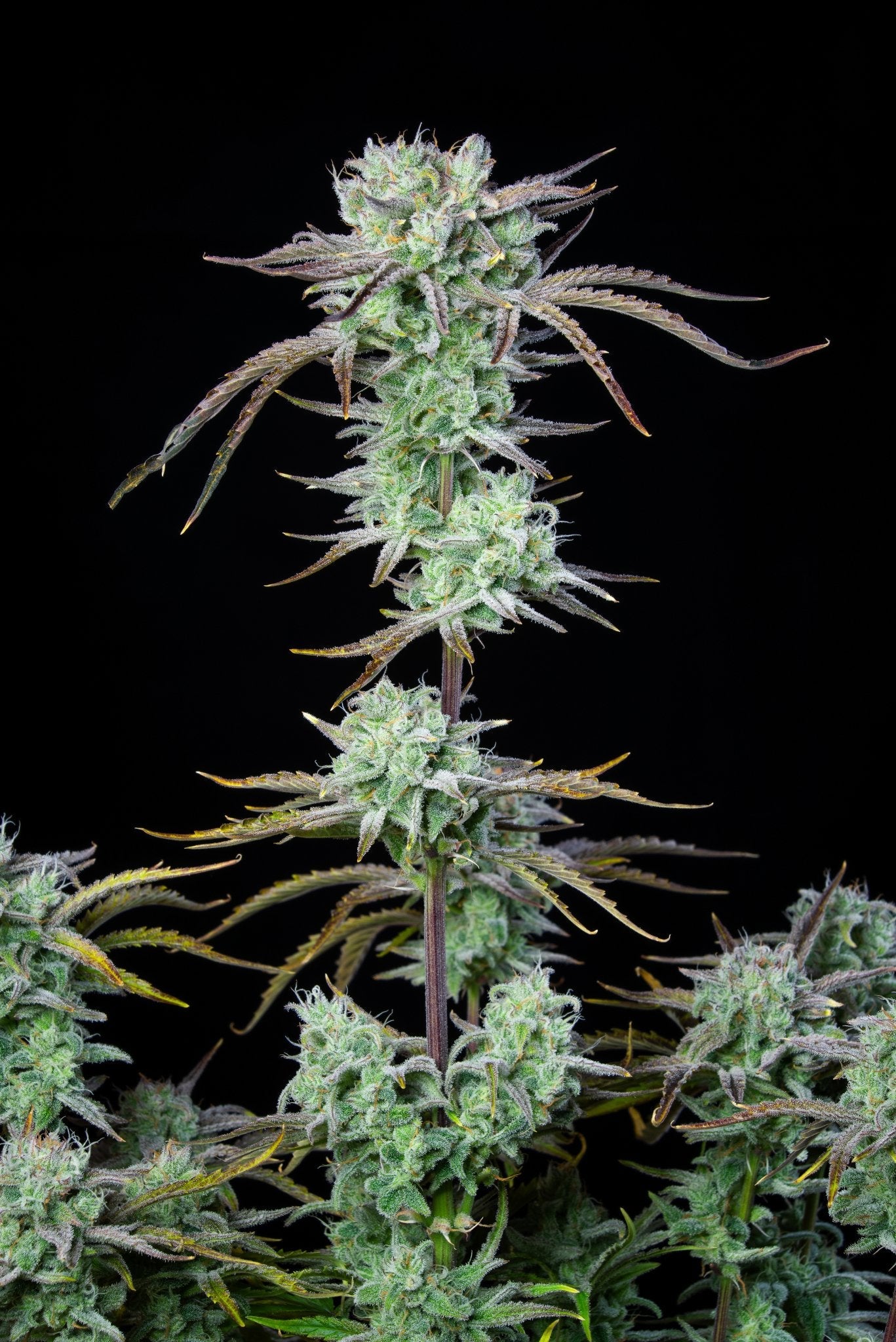 Fast Buds Strawberry Banana Auto - Bud Brothers