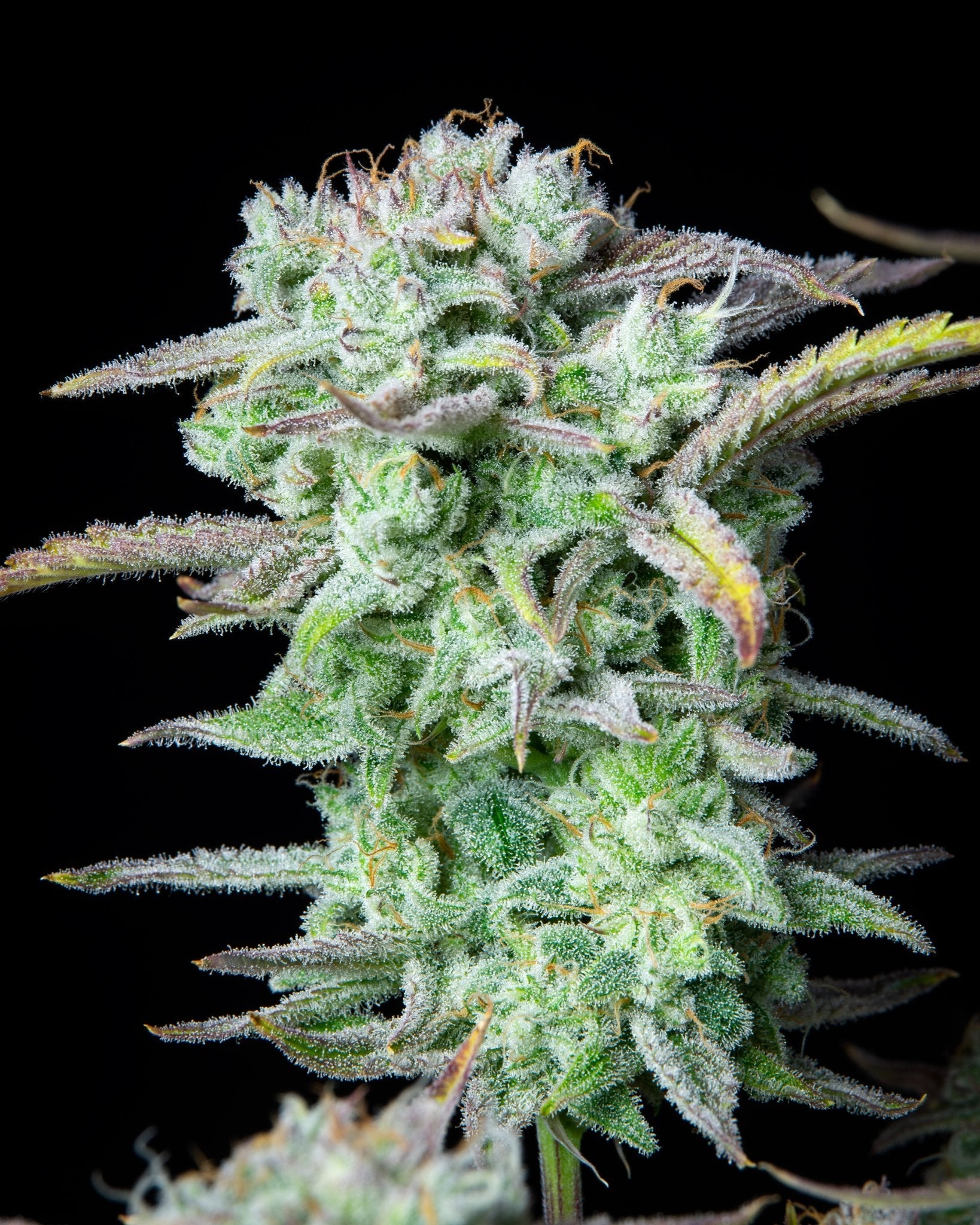 Fast Buds Strawberry Banana Auto - Bud Brothers